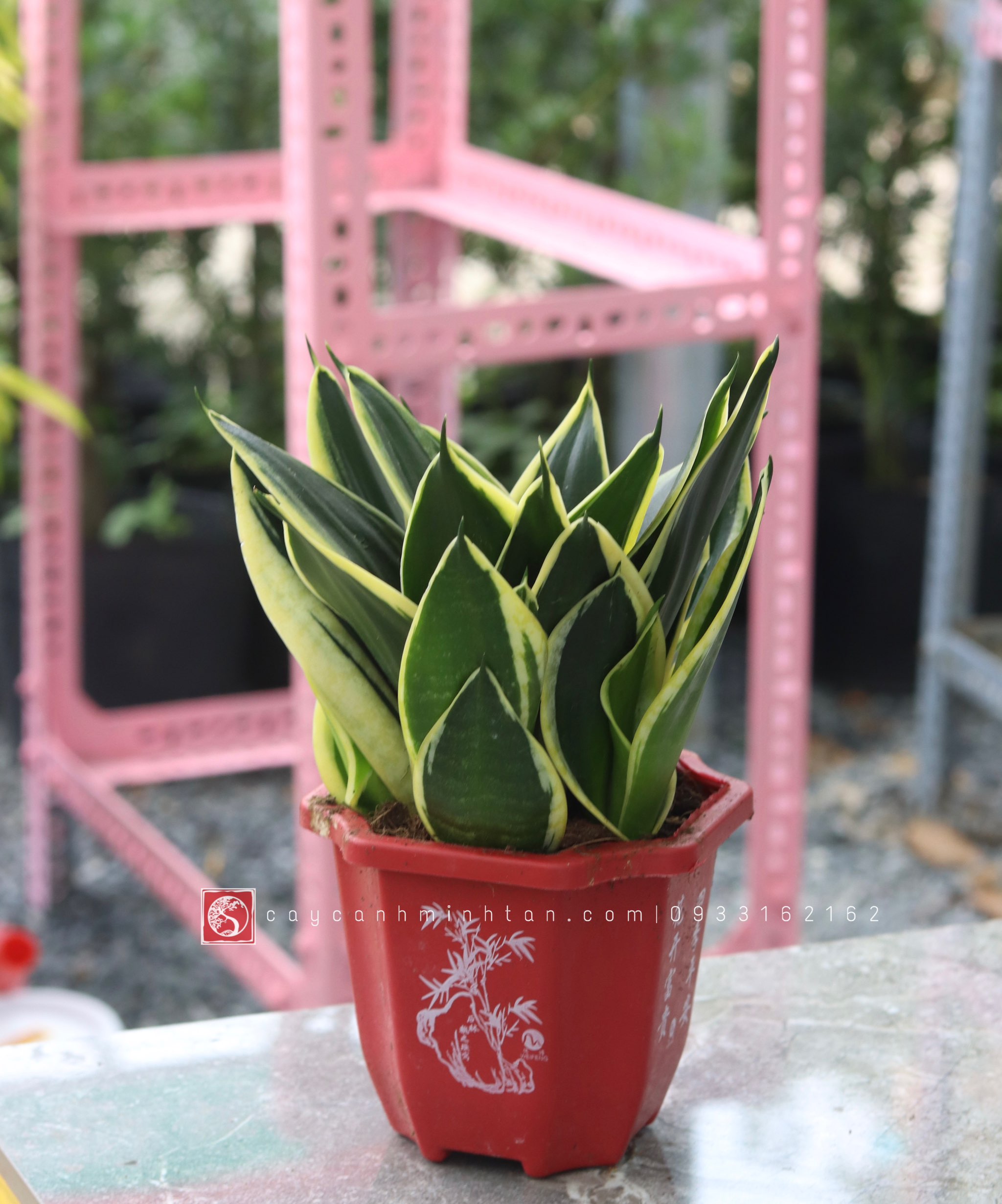 Lưỡi Hổ để bàn