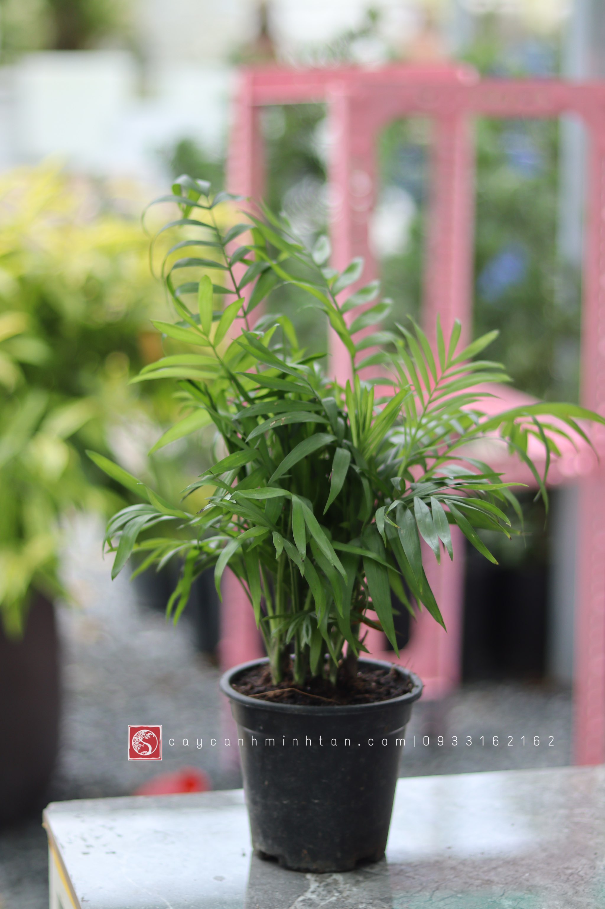 Cau Tiểu Trâm để bàn