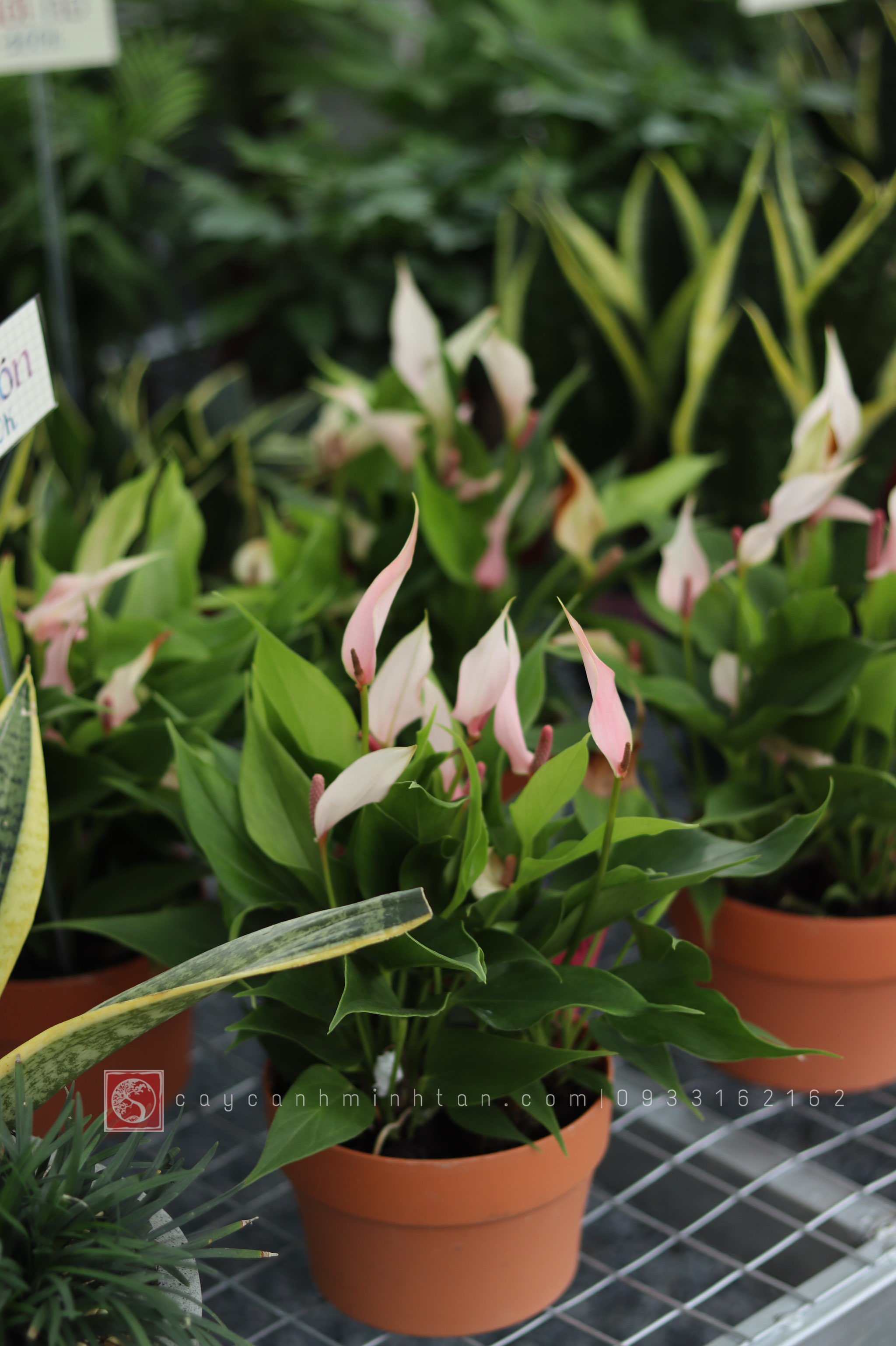 Hồng Môn nước để bàn