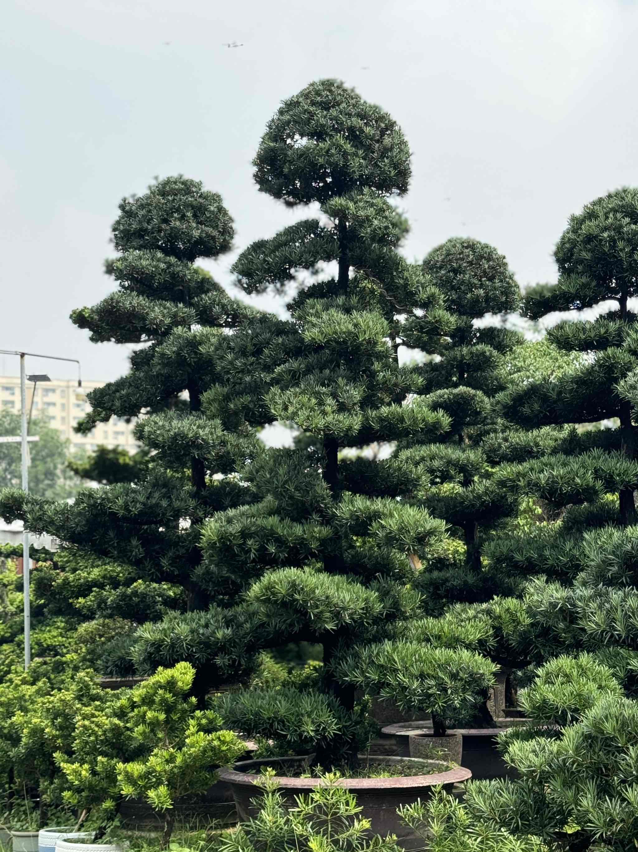 Vạn Niên Tùng Tứ Diện Cao 4m