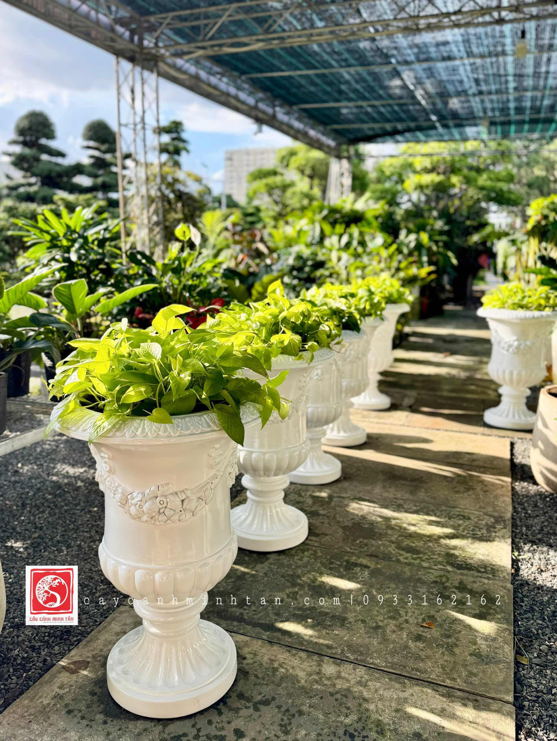 Chậu Cổ Điển W18