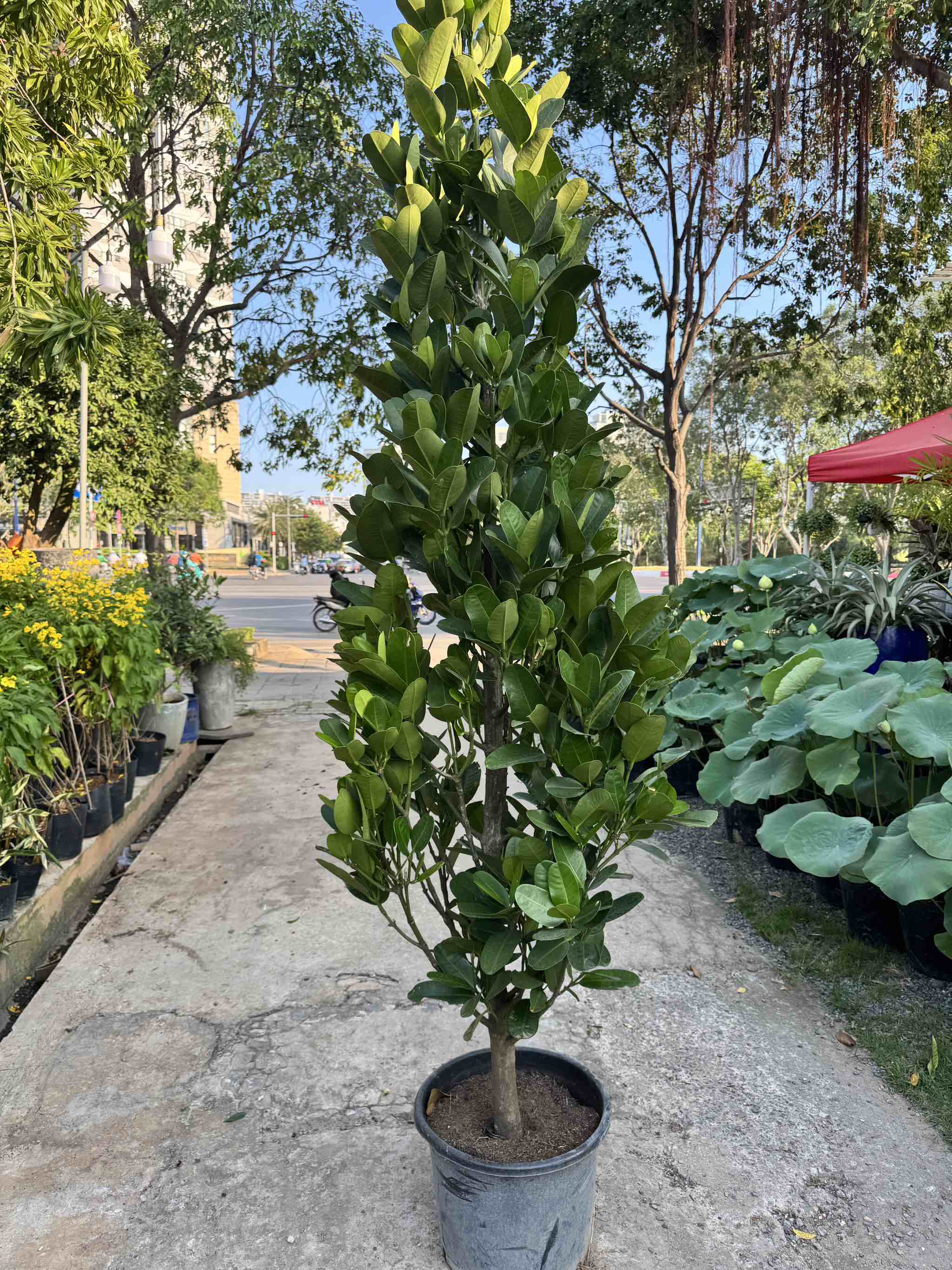 Cây Phúc lớn 2m5