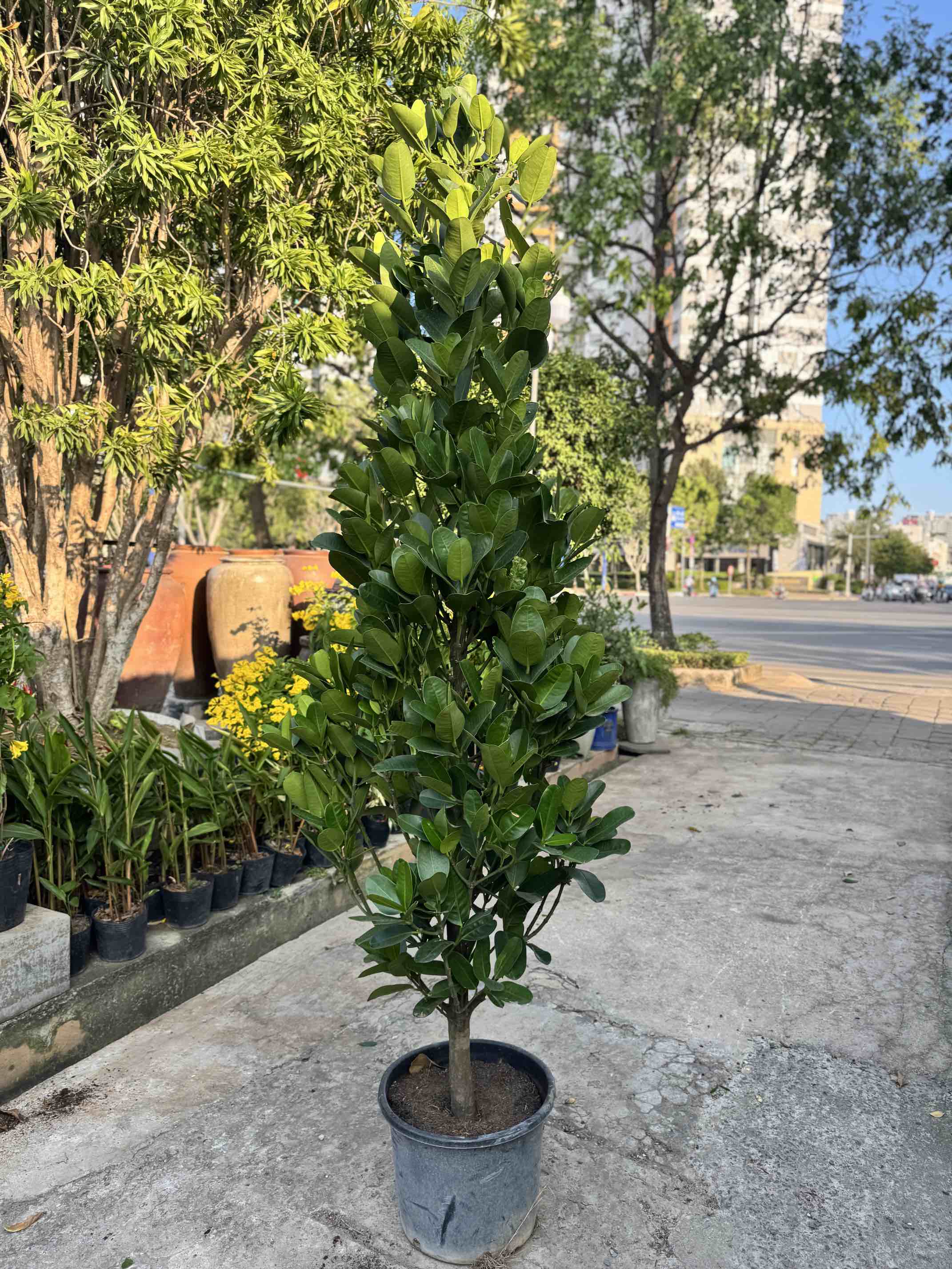 Cây Phúc lớn 2m5