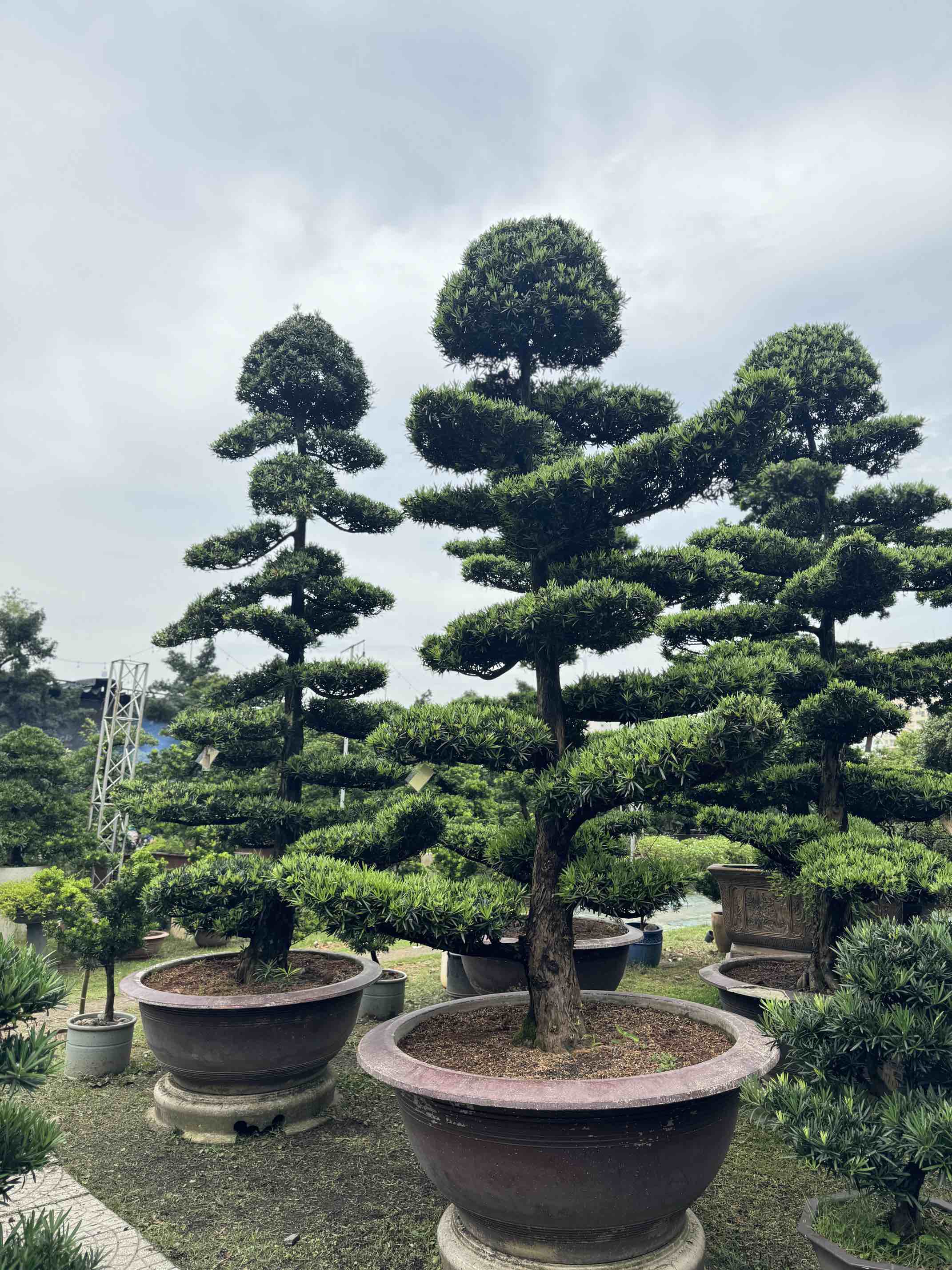 Vạn Niên Tùng Tứ Diện Cao 4m