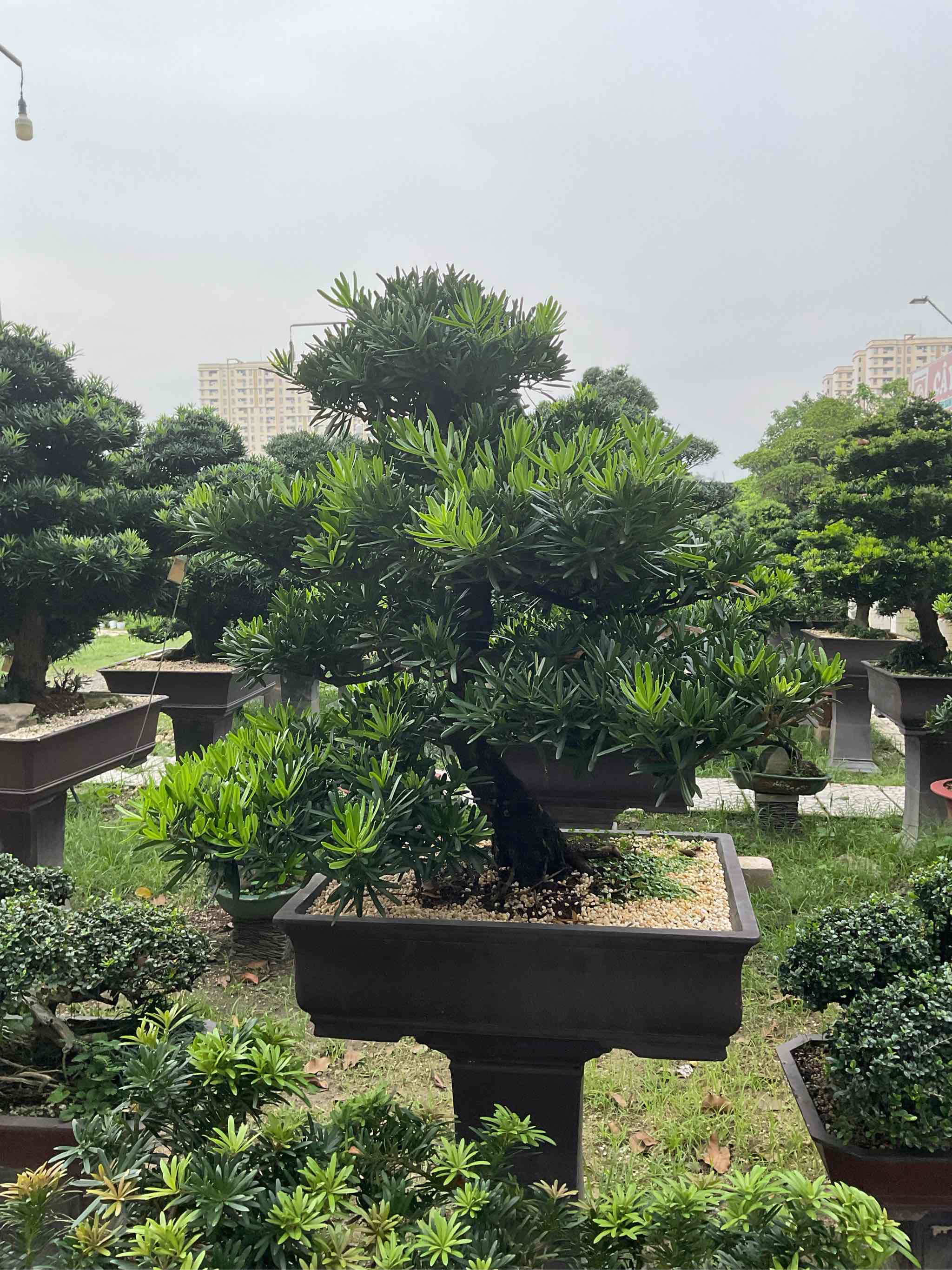 Vạn Niên Tùng Bonsai - TBSL13