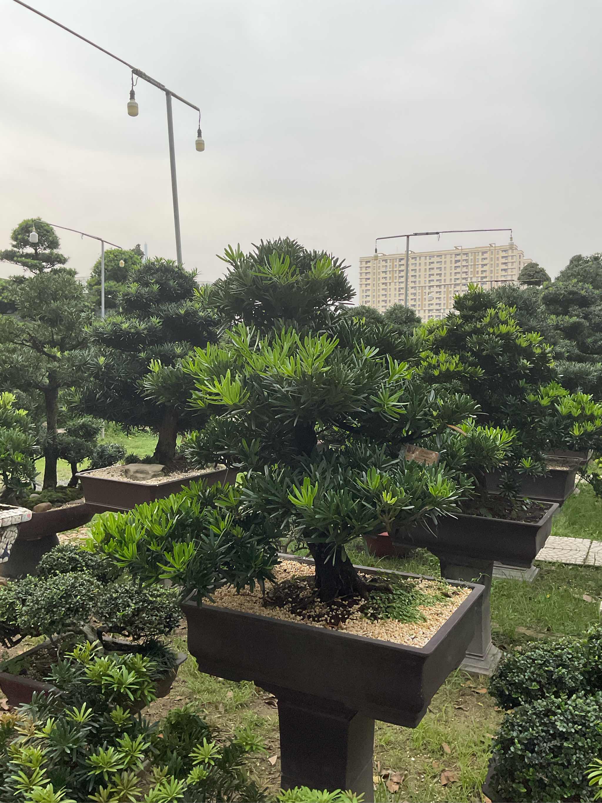 Vạn Niên Tùng Bonsai - TBSL13