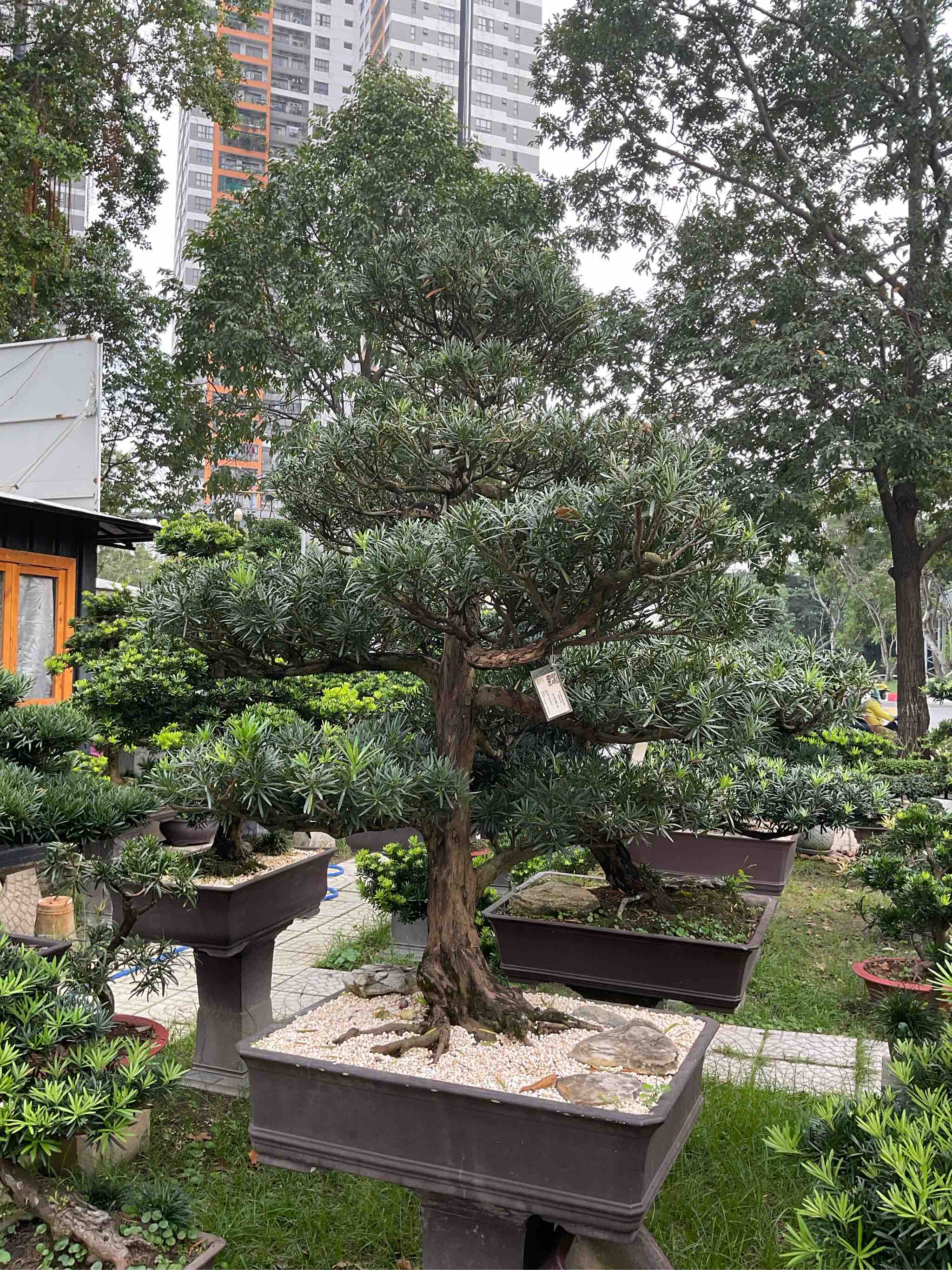 BSL09 - Vạn Niên Tùng Bonsai