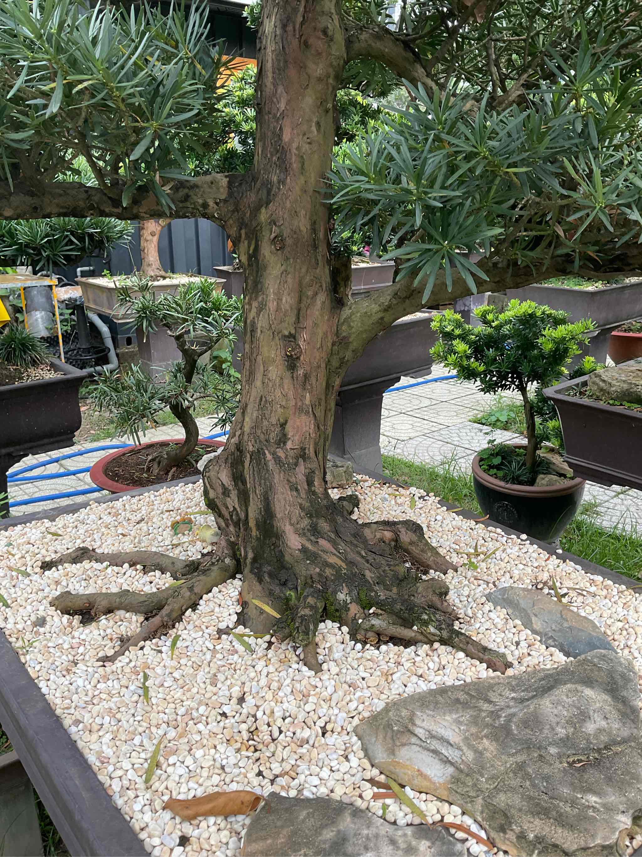 BSL09 - Vạn Niên Tùng Bonsai
