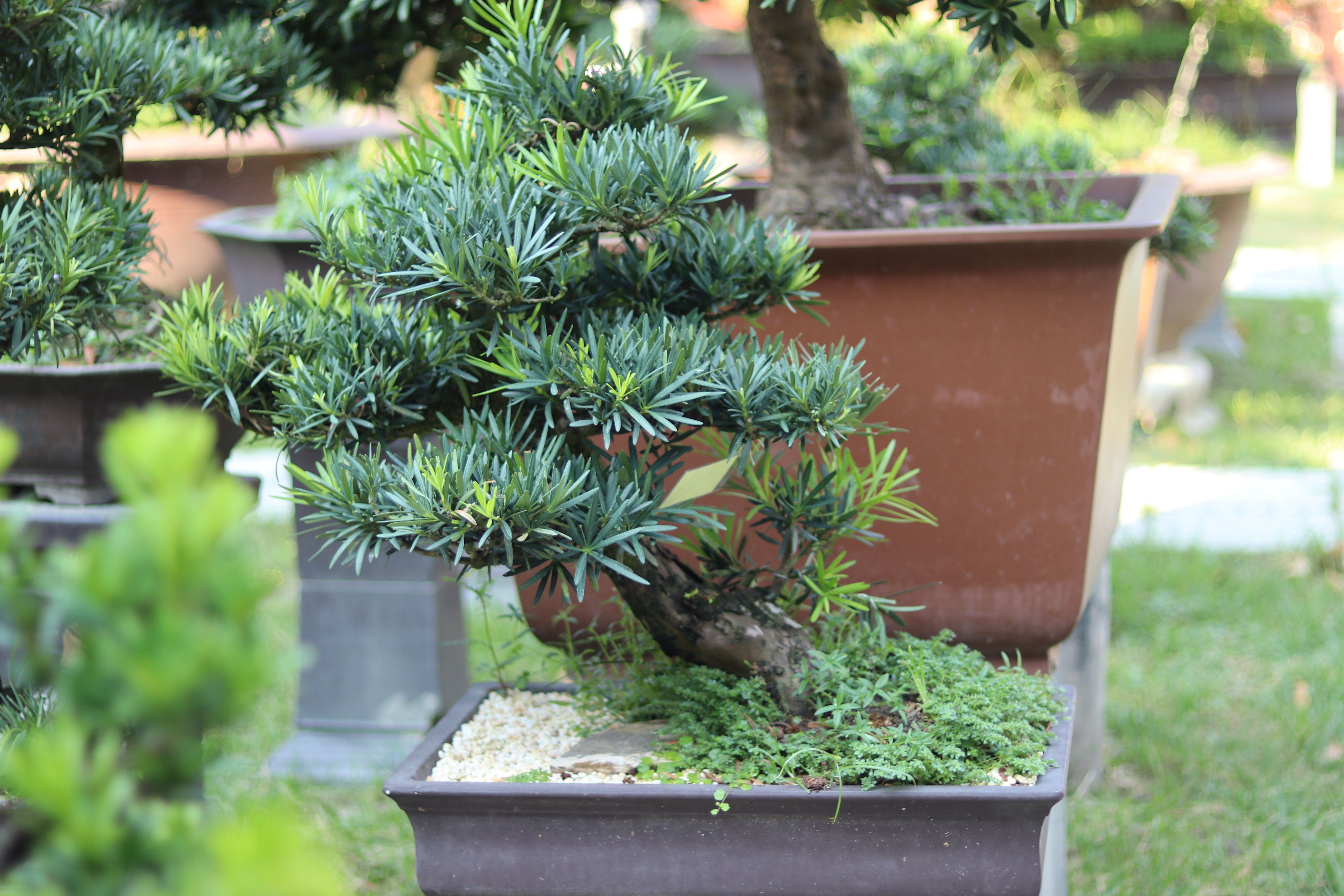 BSN08 - Vạn Niên Tùng Bonsai