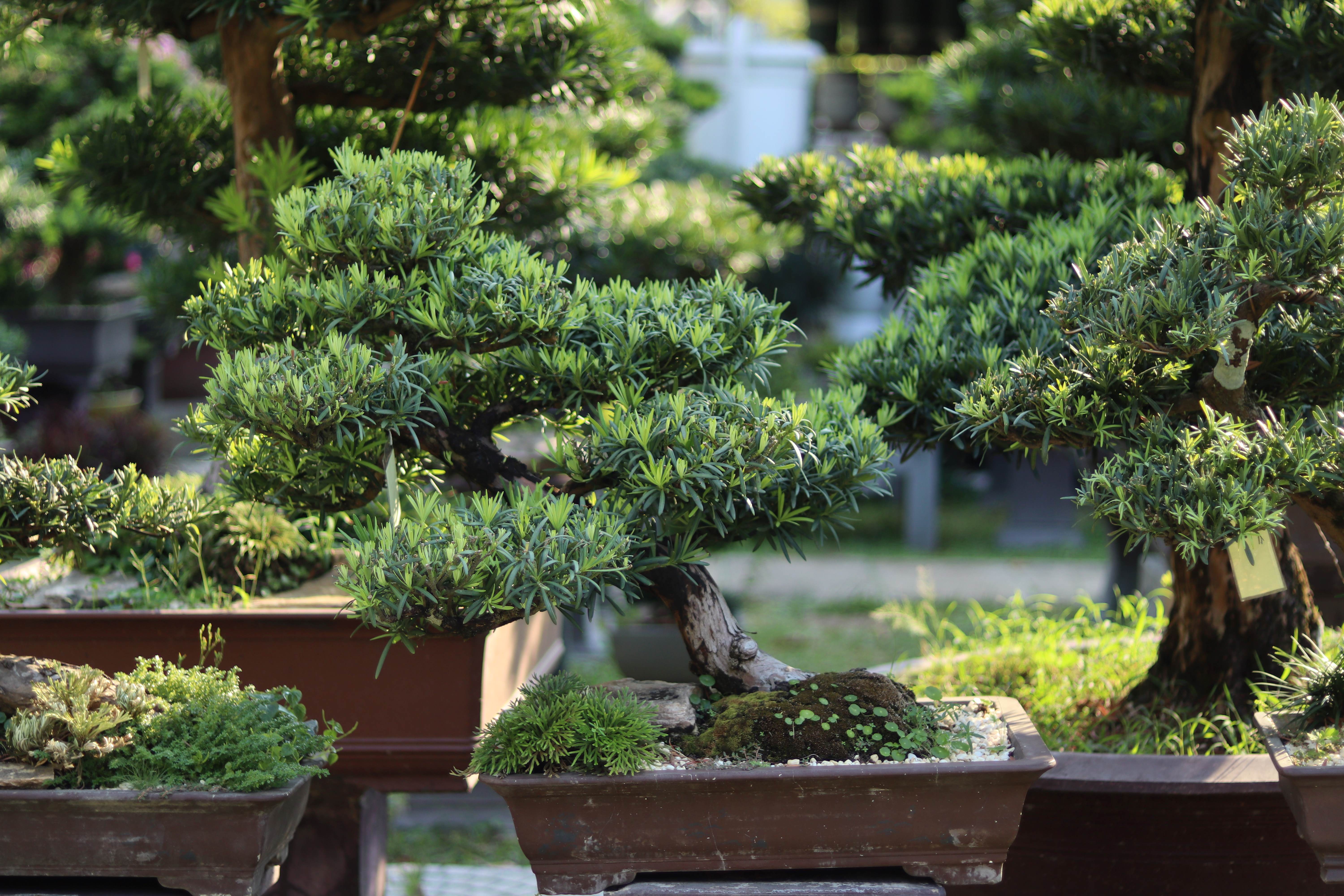 BSN13 - Vạn Niên Tùng Bonsai