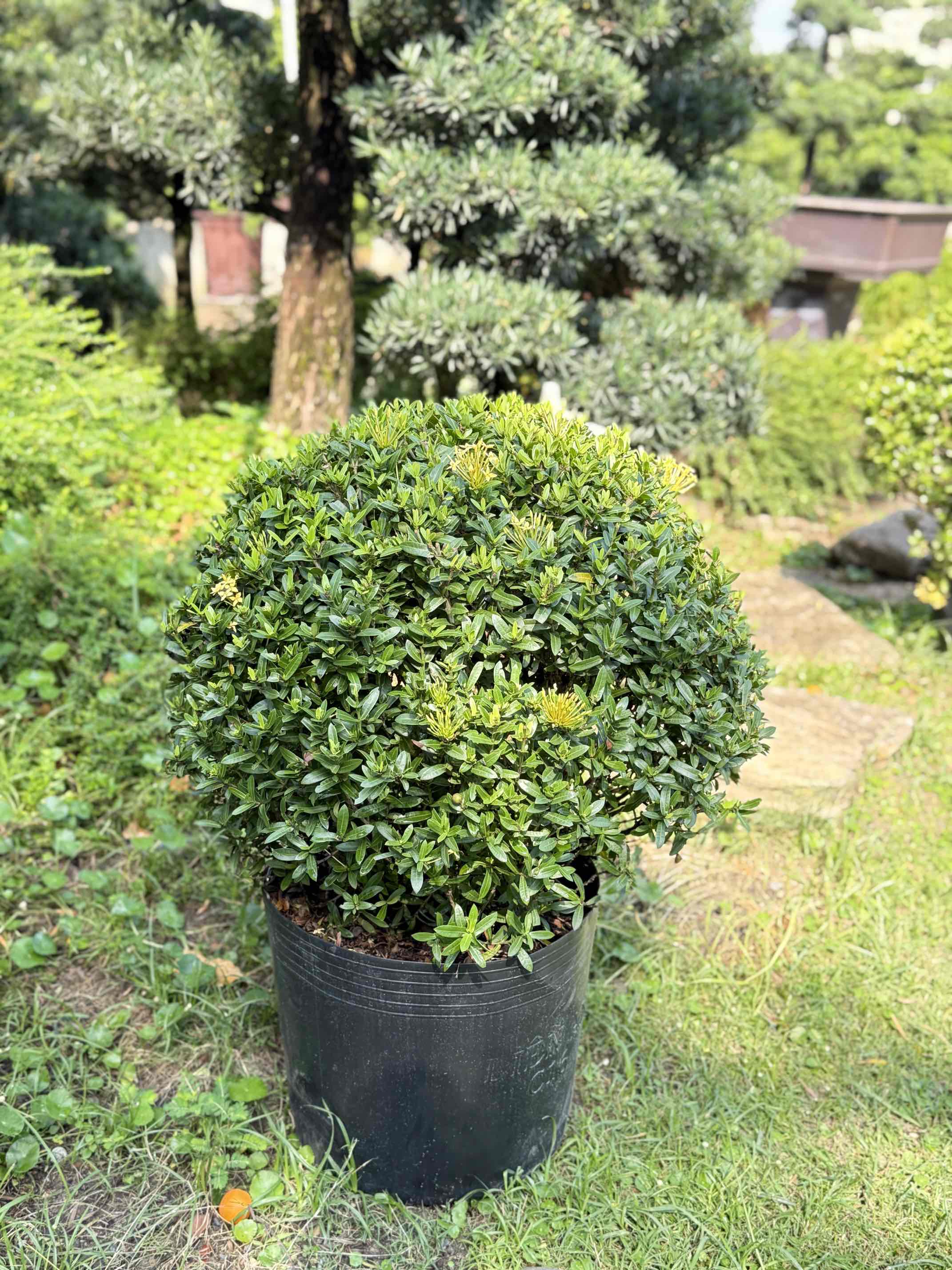 Trang Vàng Cắt Tròn