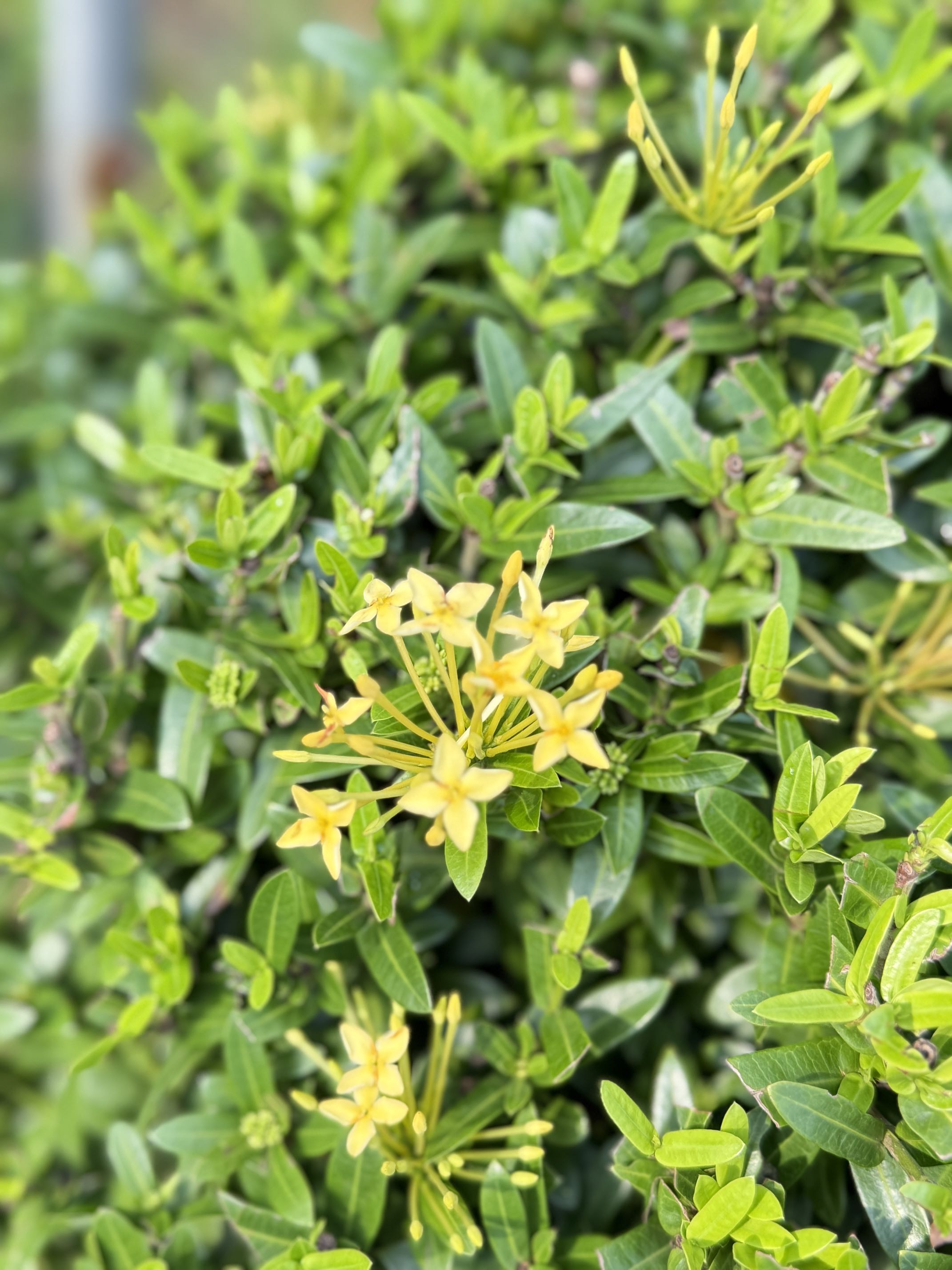 Trang Vàng Cắt Tròn