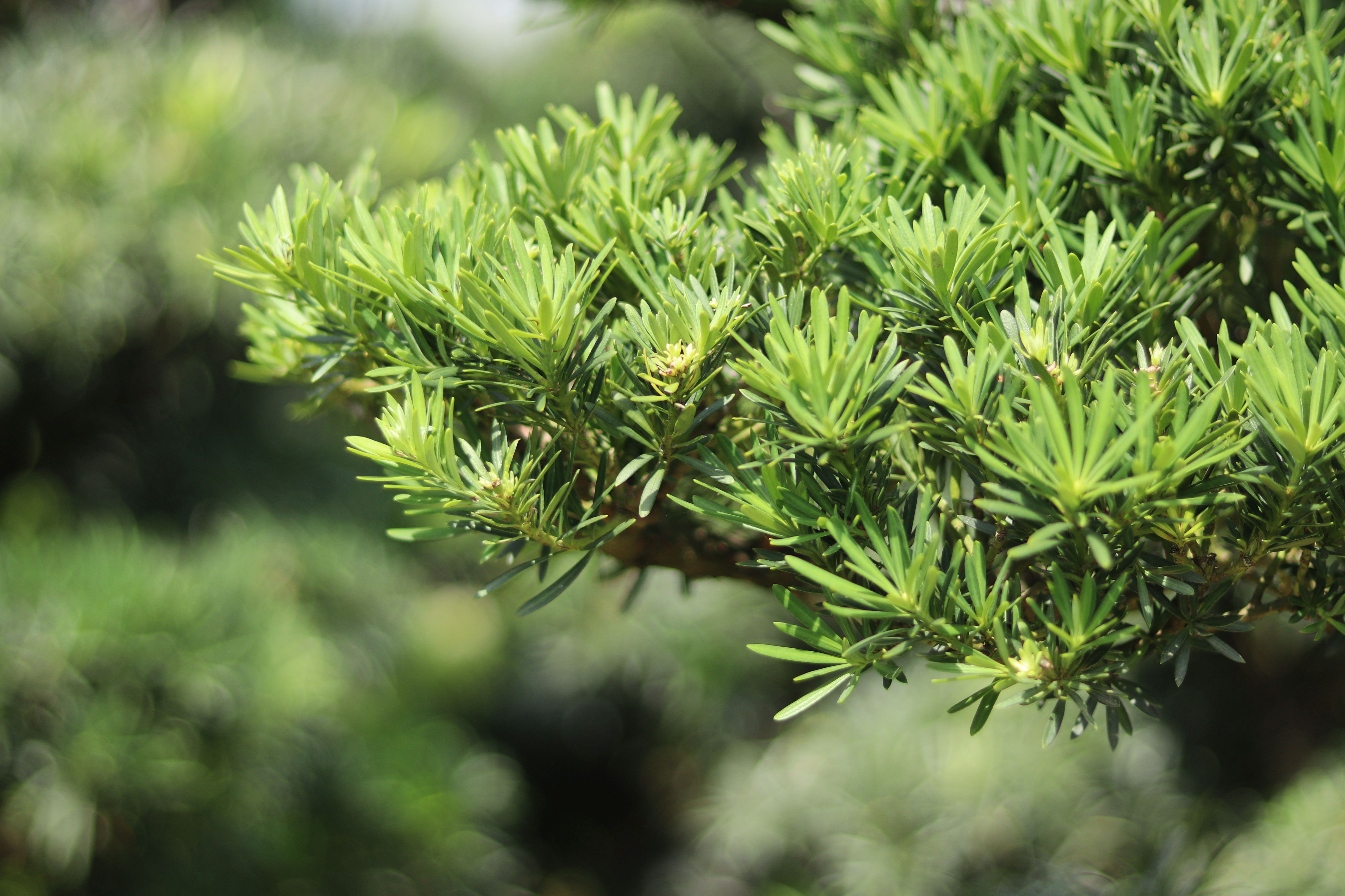 BST10 - Tùng Ngọc Bích Bonsai