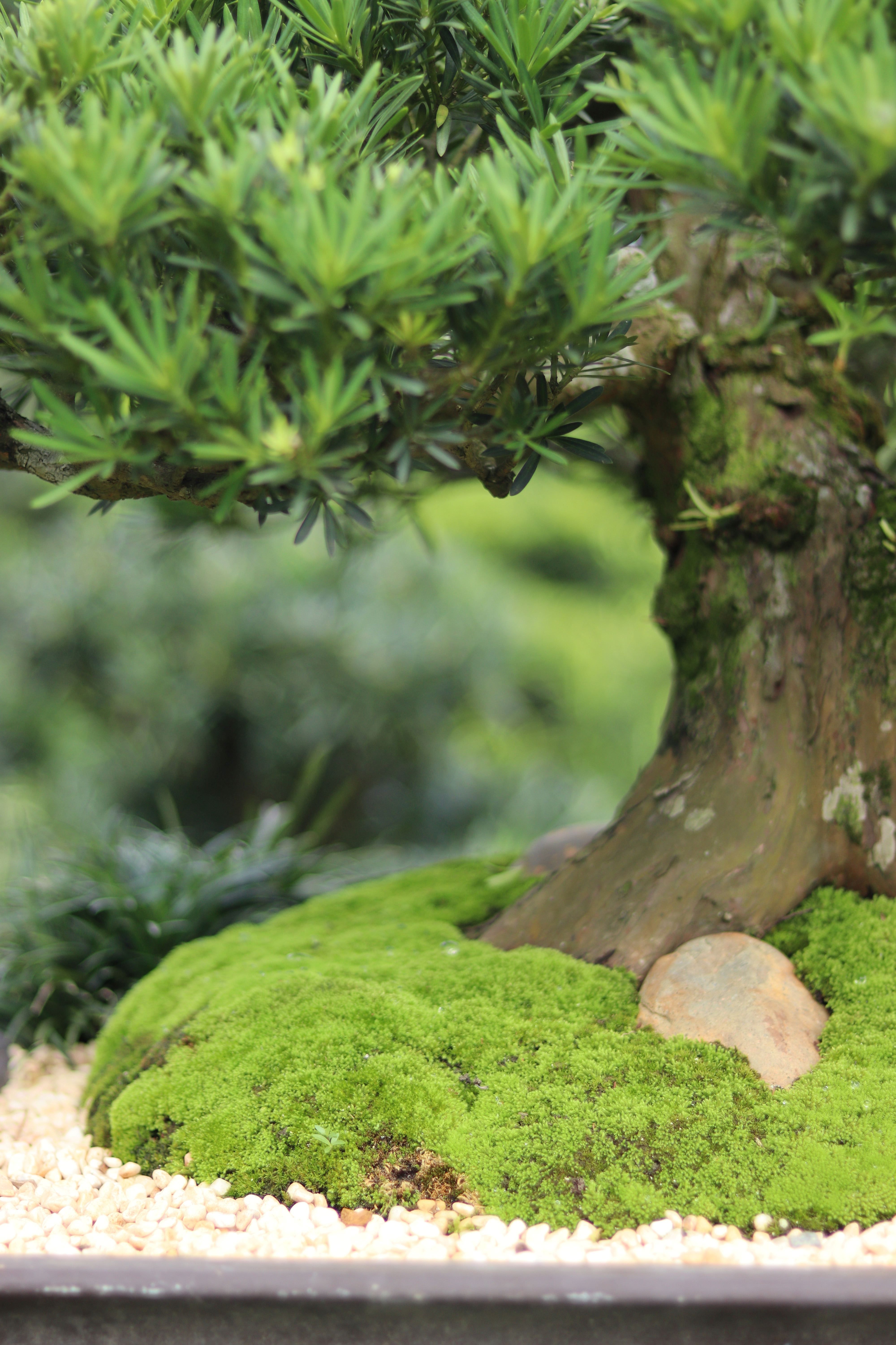 BST10 - Tùng Ngọc Bích Bonsai