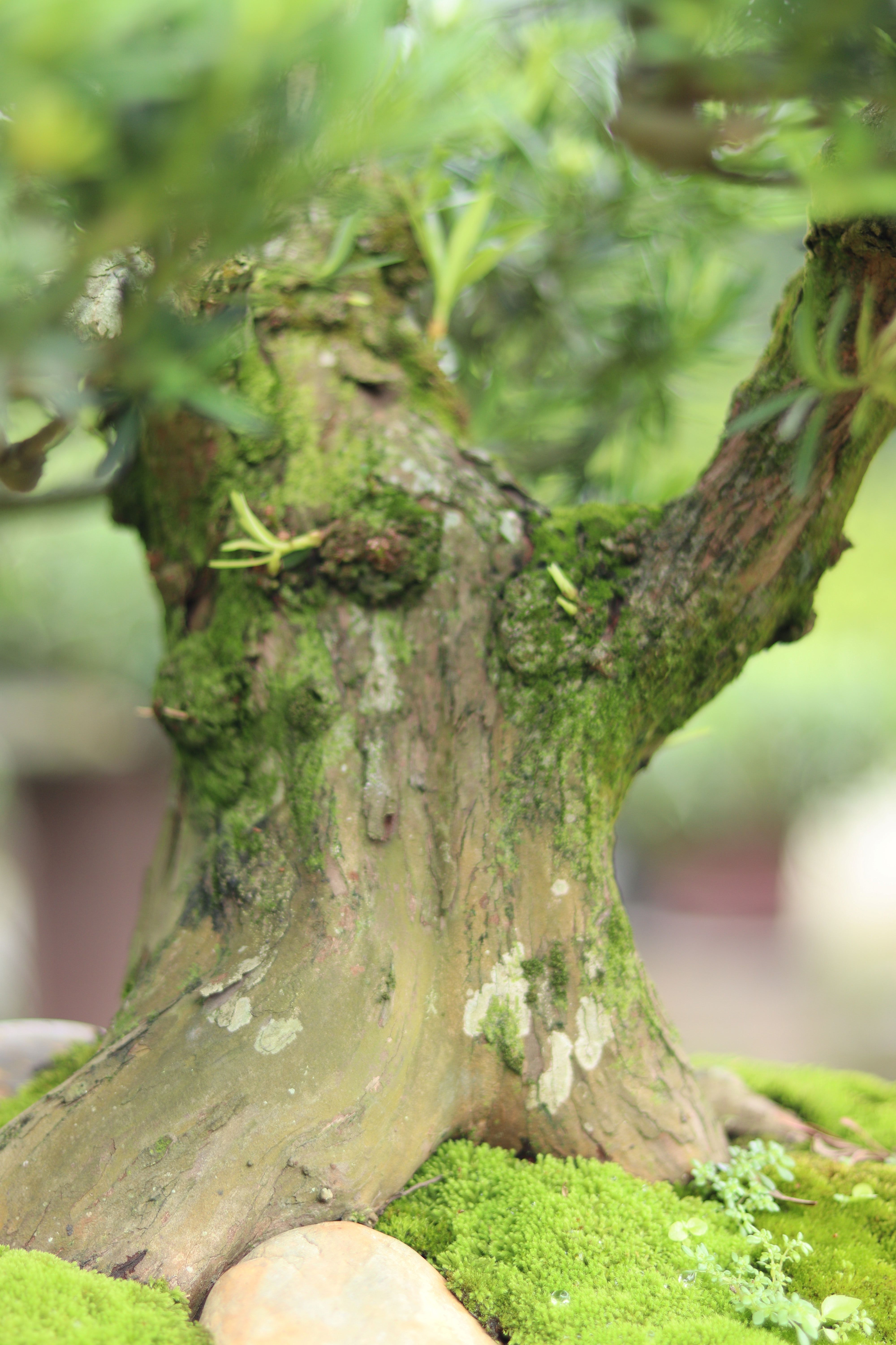 BST10 - Tùng Ngọc Bích Bonsai