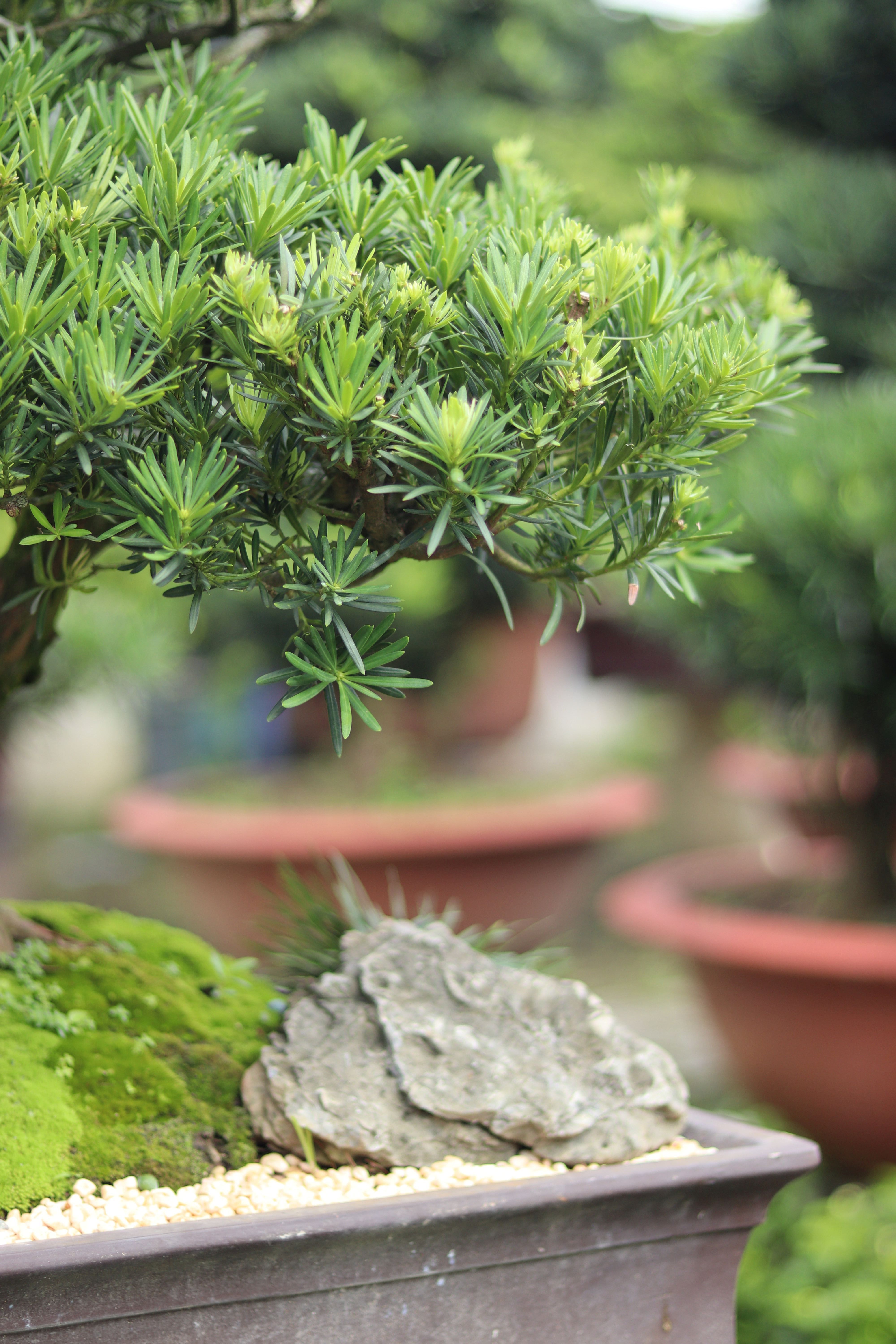 BST10 - Tùng Ngọc Bích Bonsai