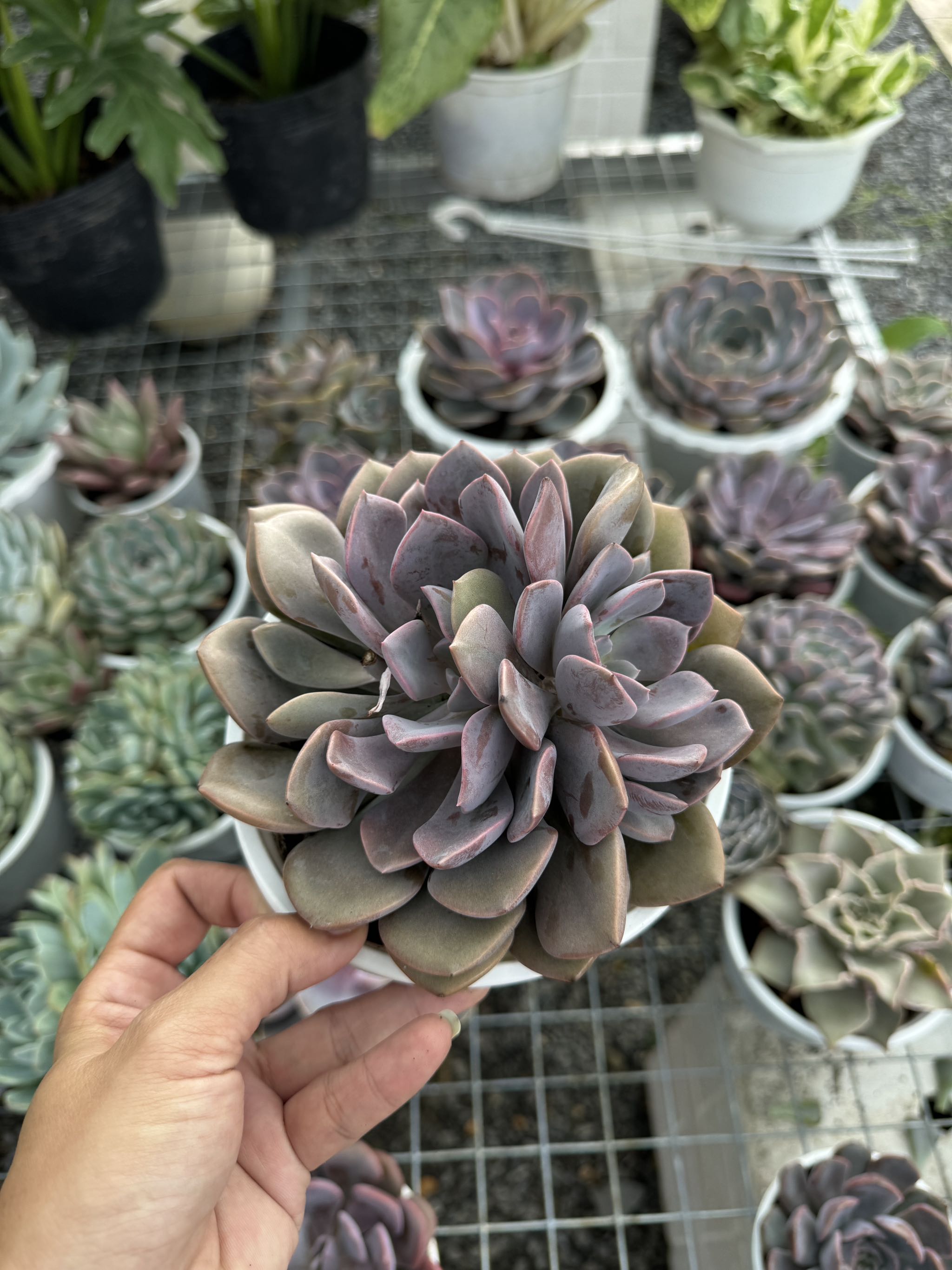 Sen đá (size12-13cm)