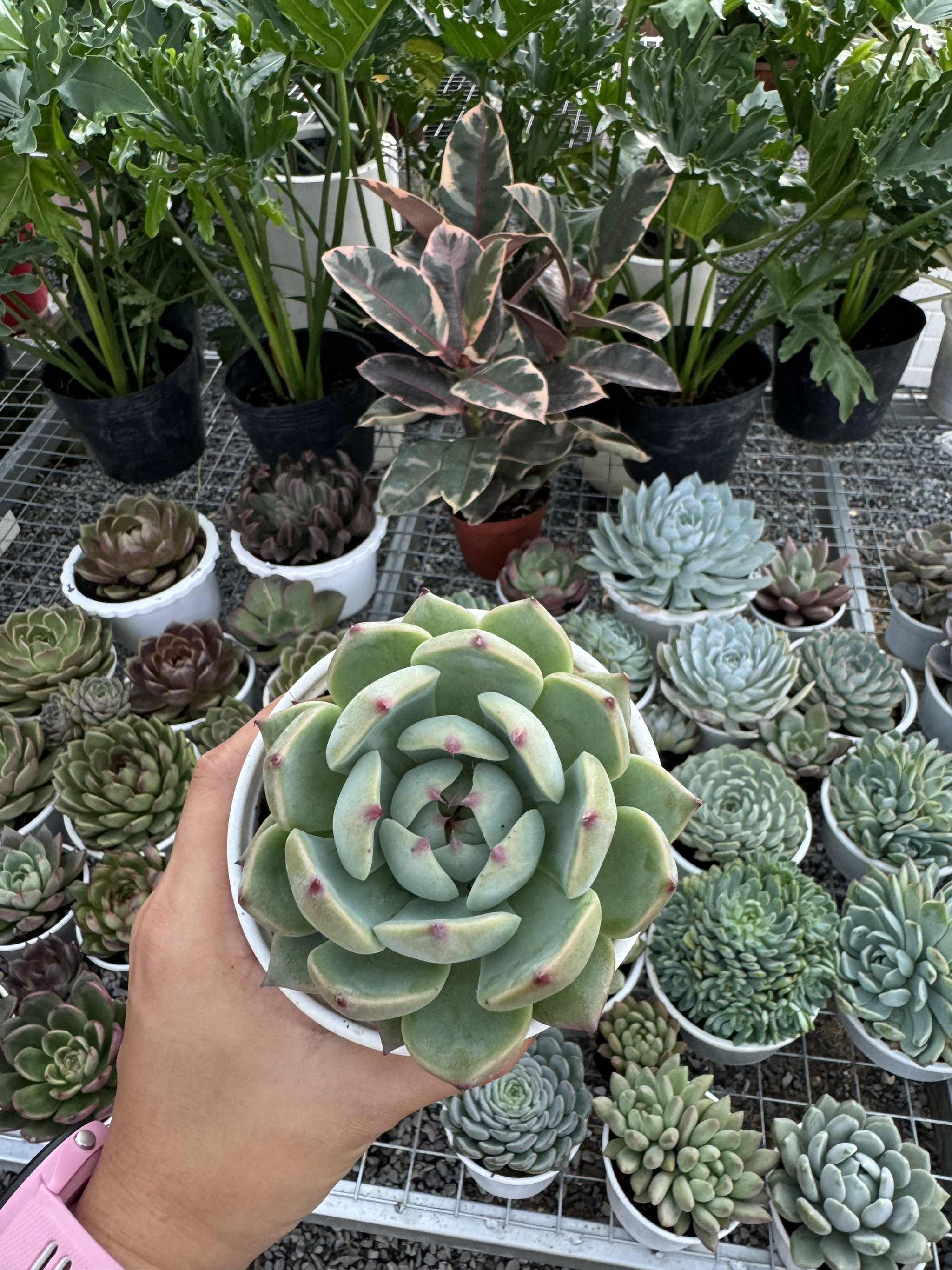 Sen đá (size 9-11cm)