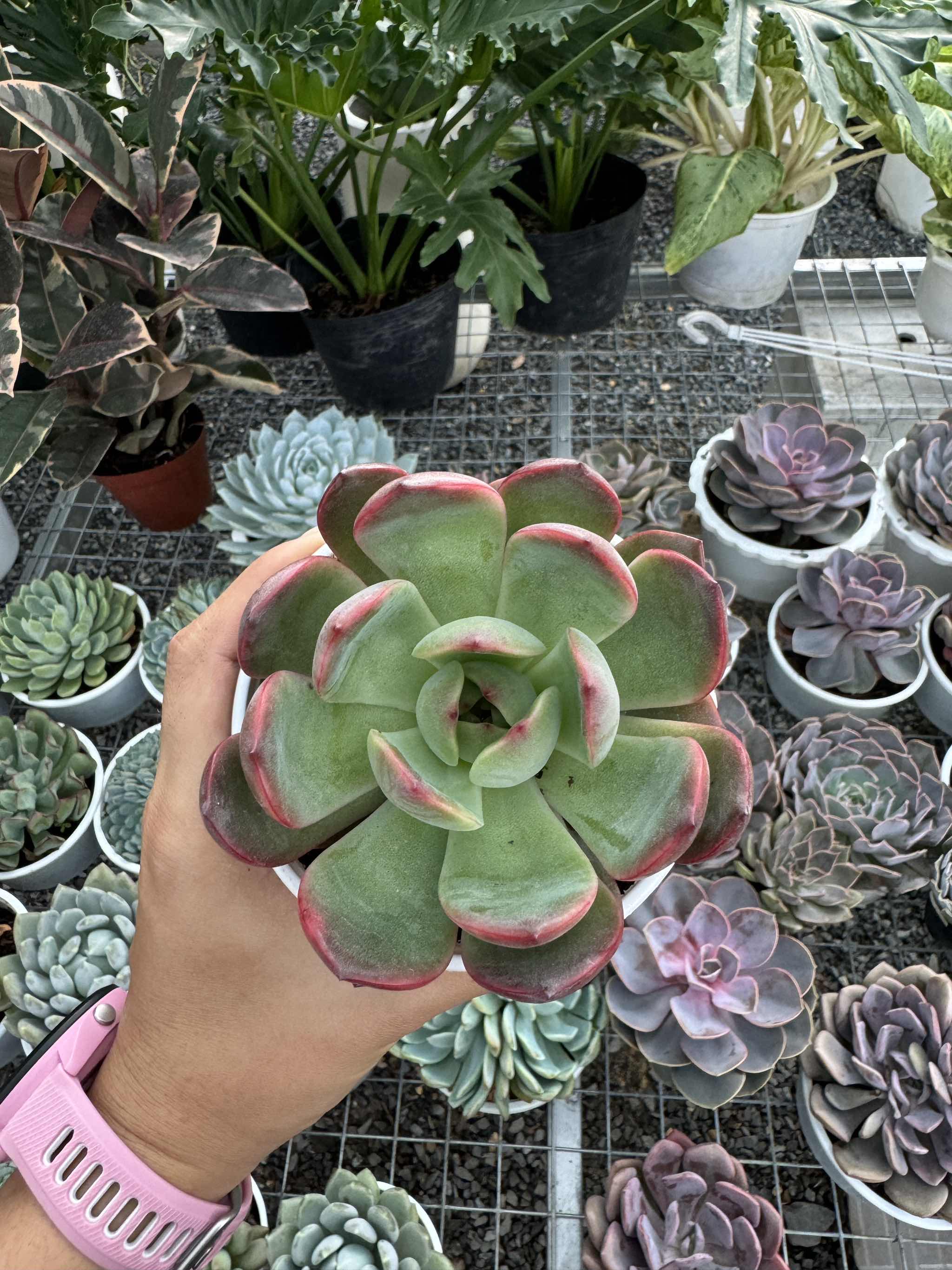 Sen đá (size 9-11cm)