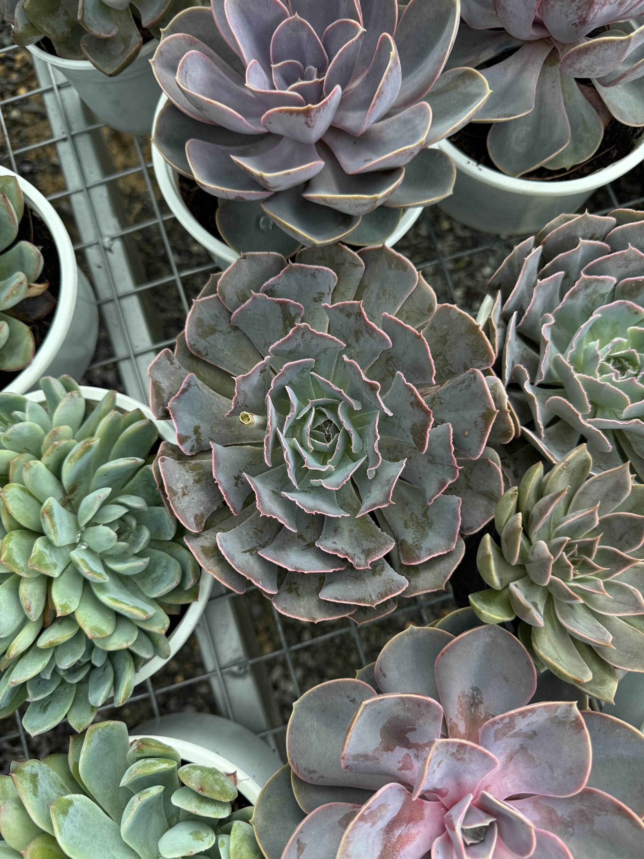 Sen đá (size12-13cm)