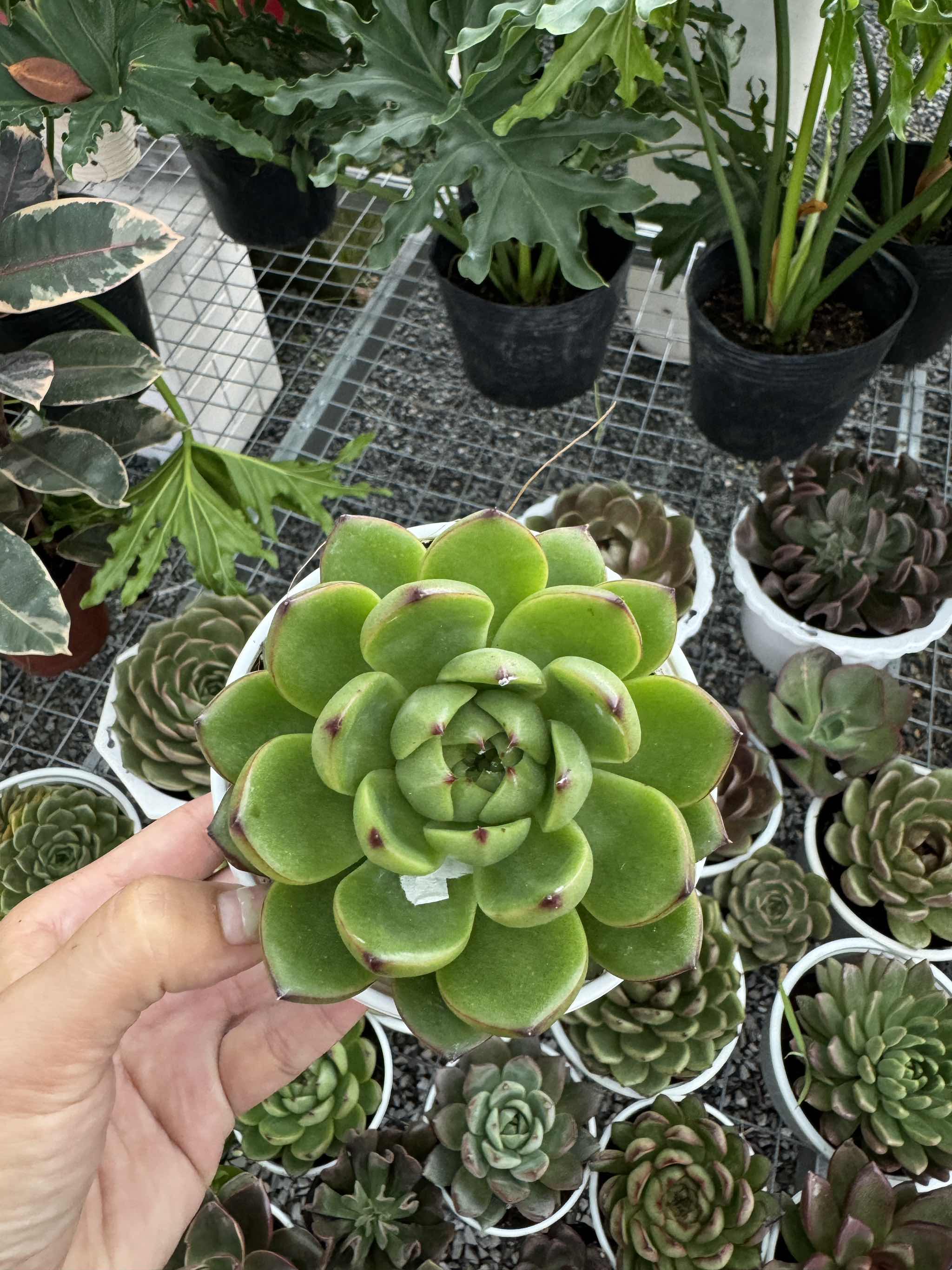 Sen đá (size12-13cm)