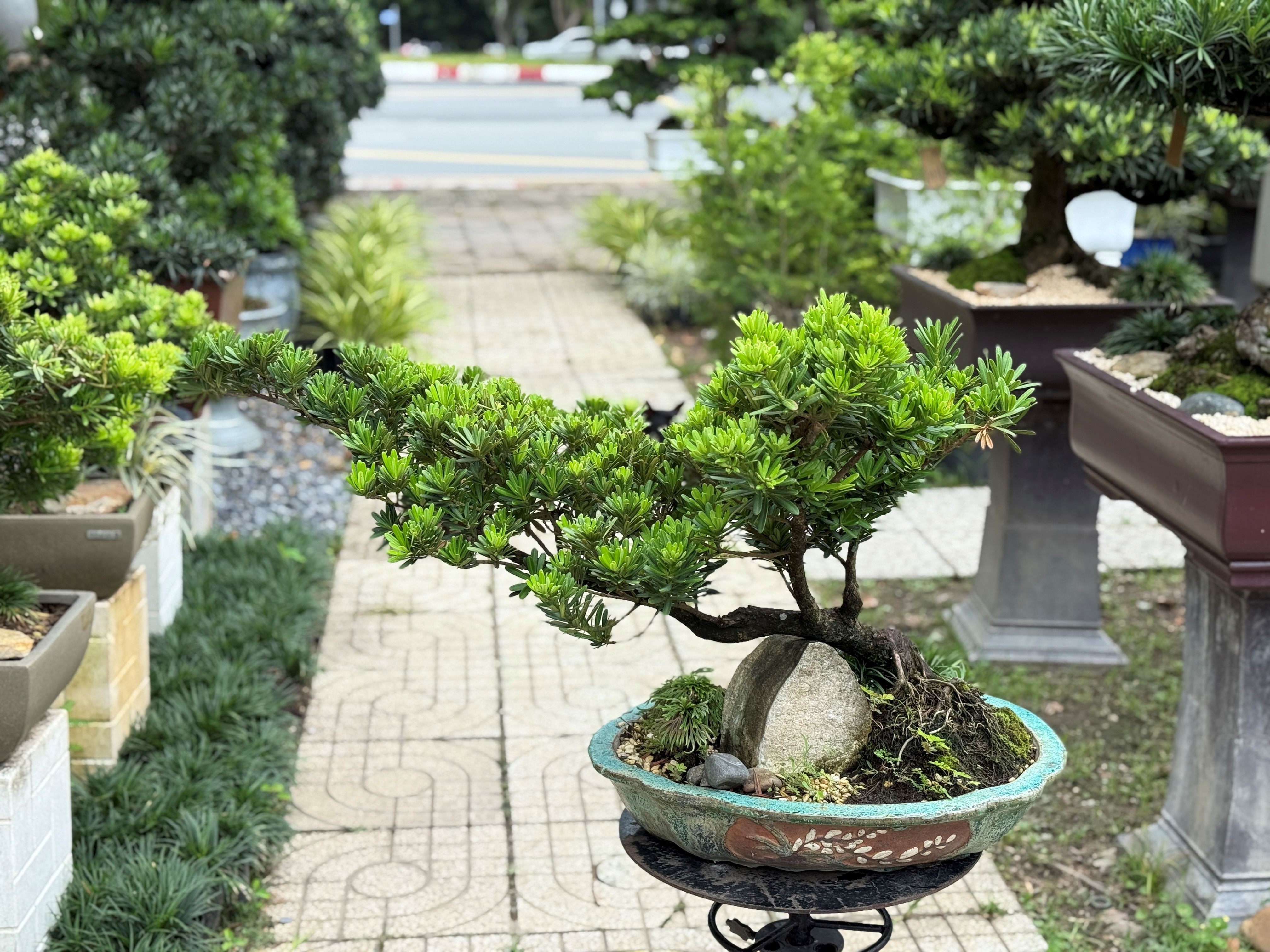 BSM08 - Tùng Kim Cương