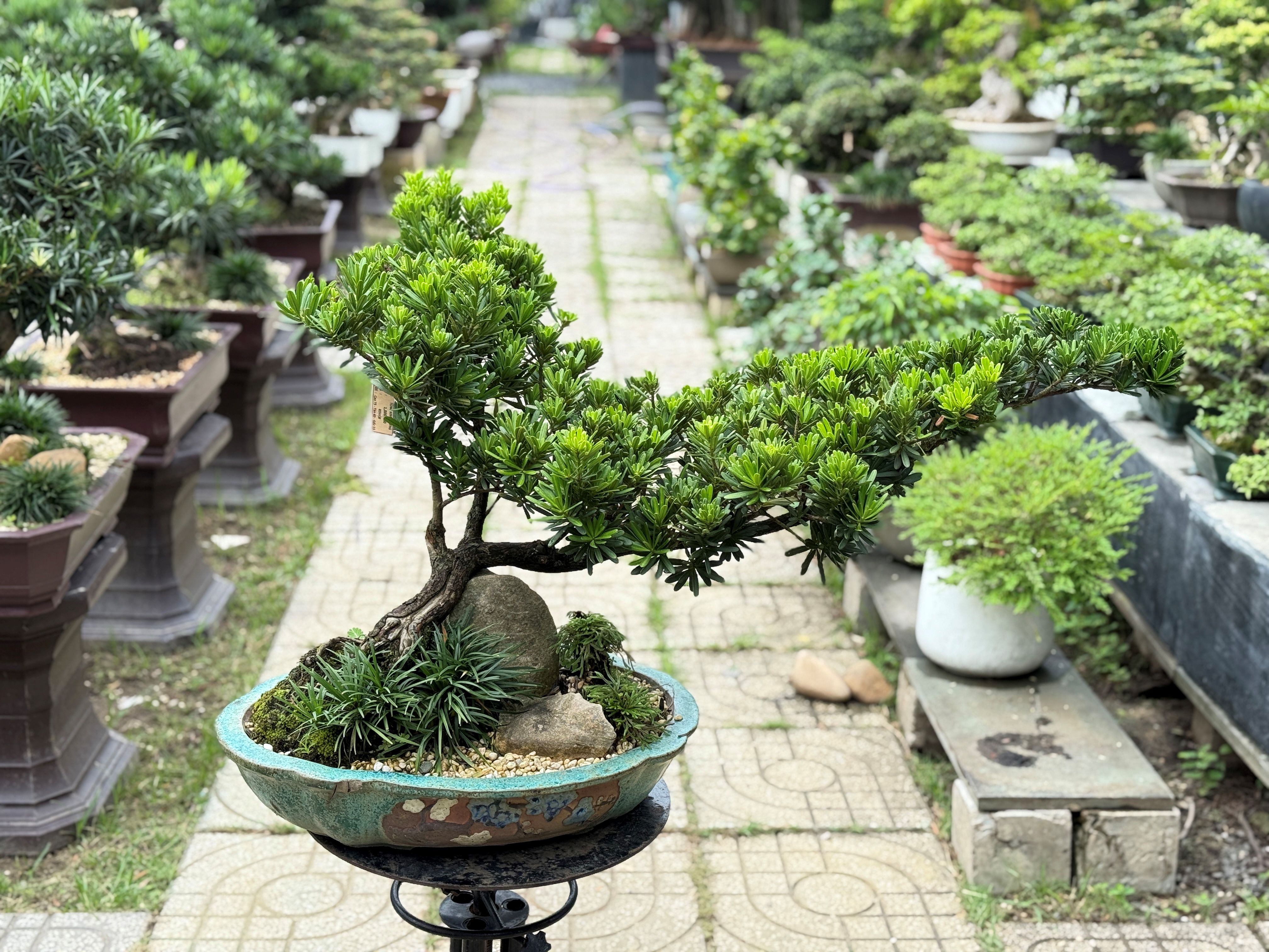 BSM08 - Tùng Kim Cương