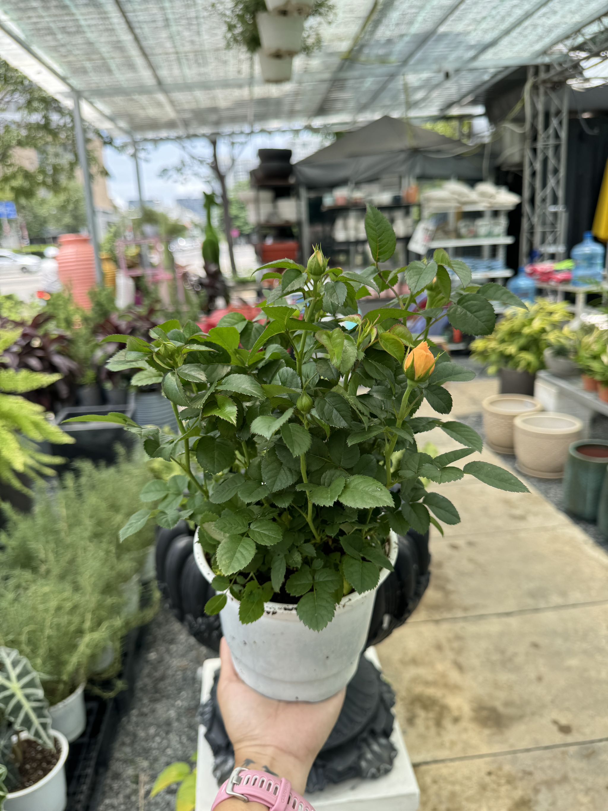 Hồng Tezza (nhỏ)