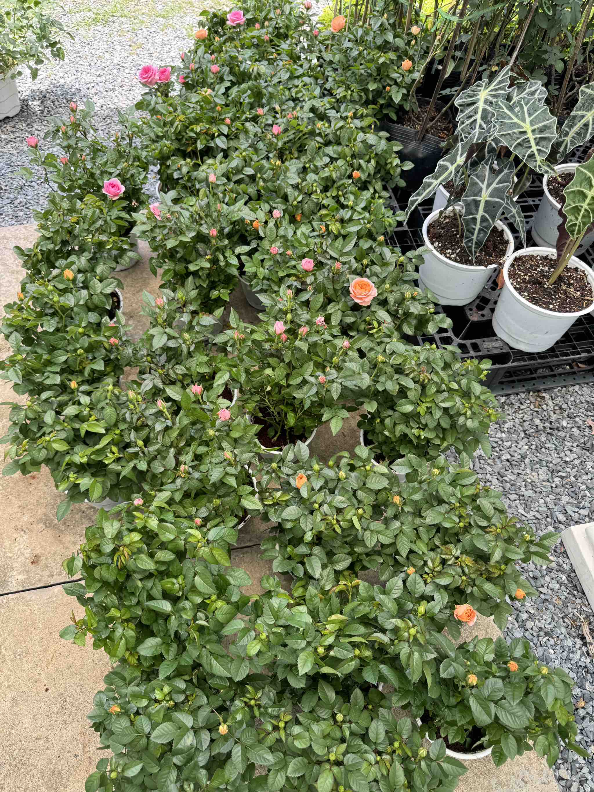 Hồng Tezza (nhỏ)