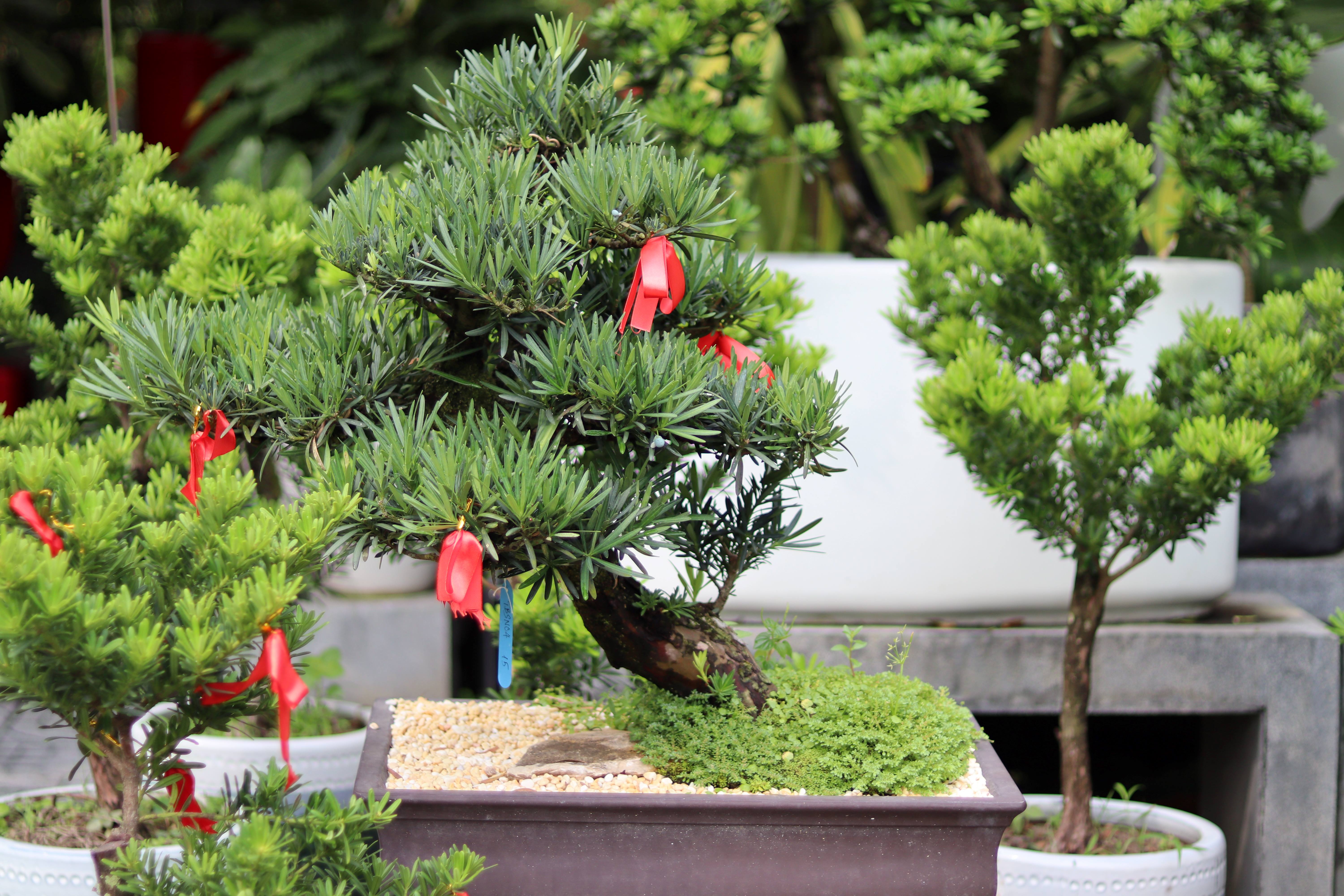 BSN08 - Vạn Niên Tùng Bonsai
