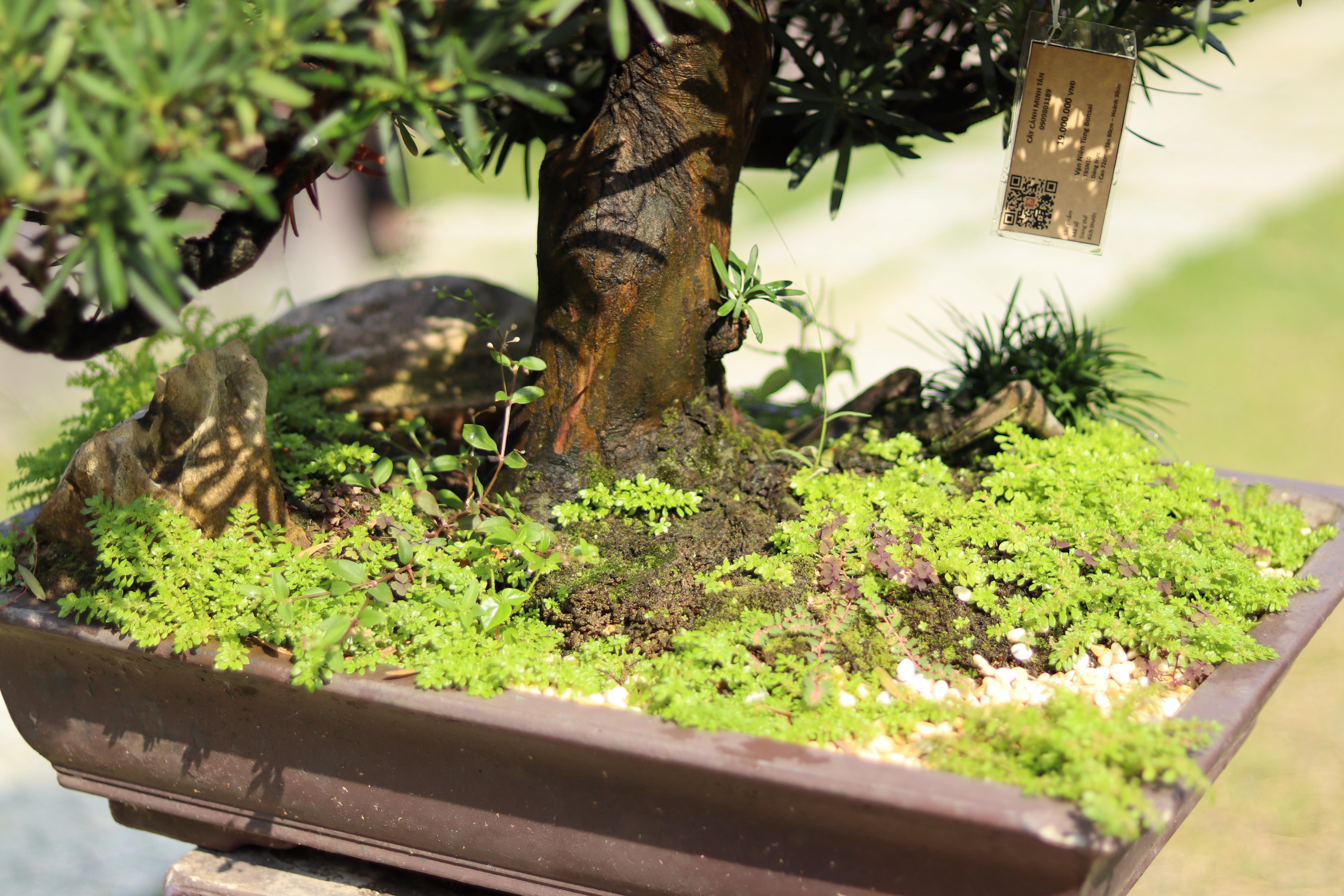 Vạn Niên Tùng Bonsai - TBSN10