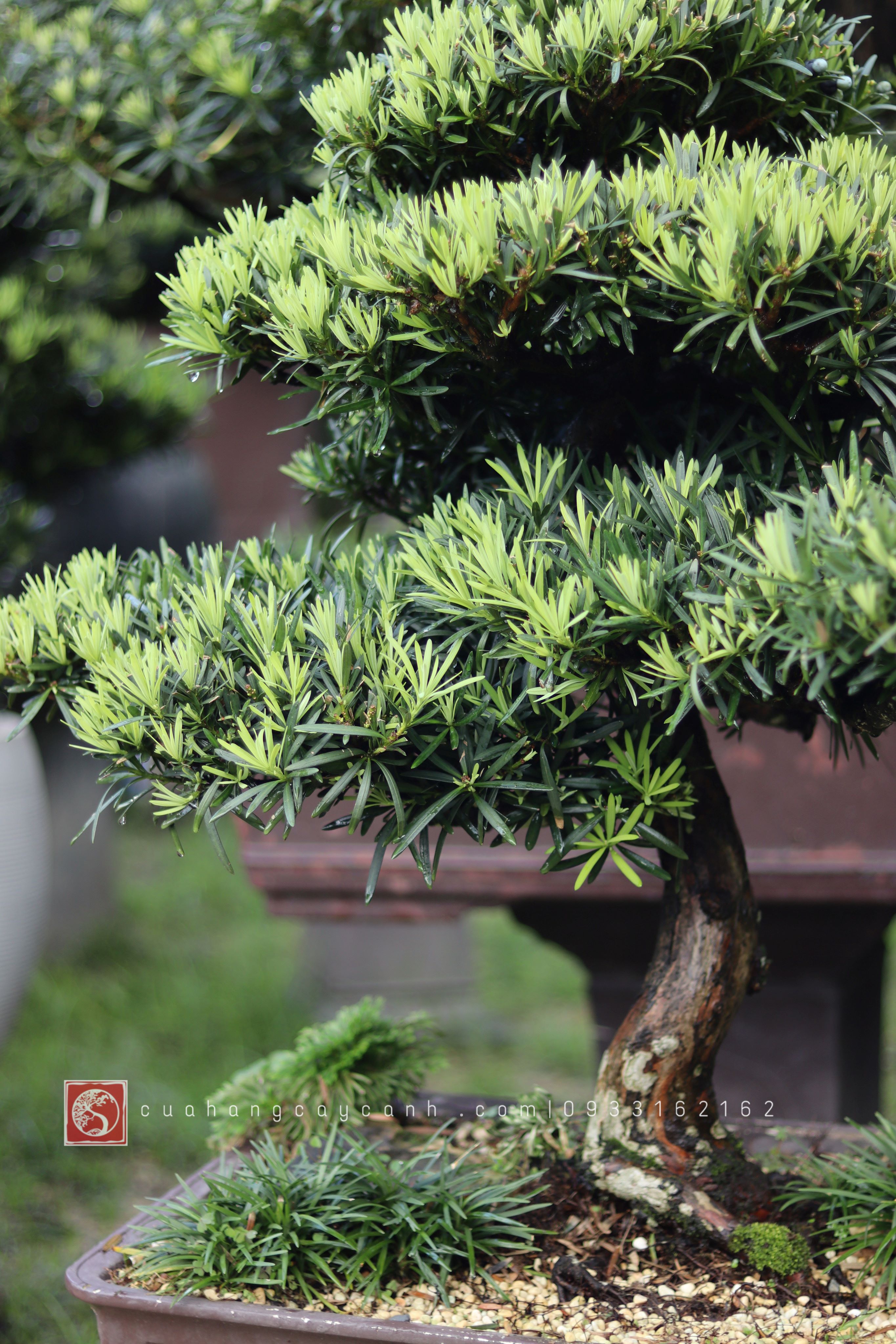 Vạn Niên Tùng Bonsai - TBSN11