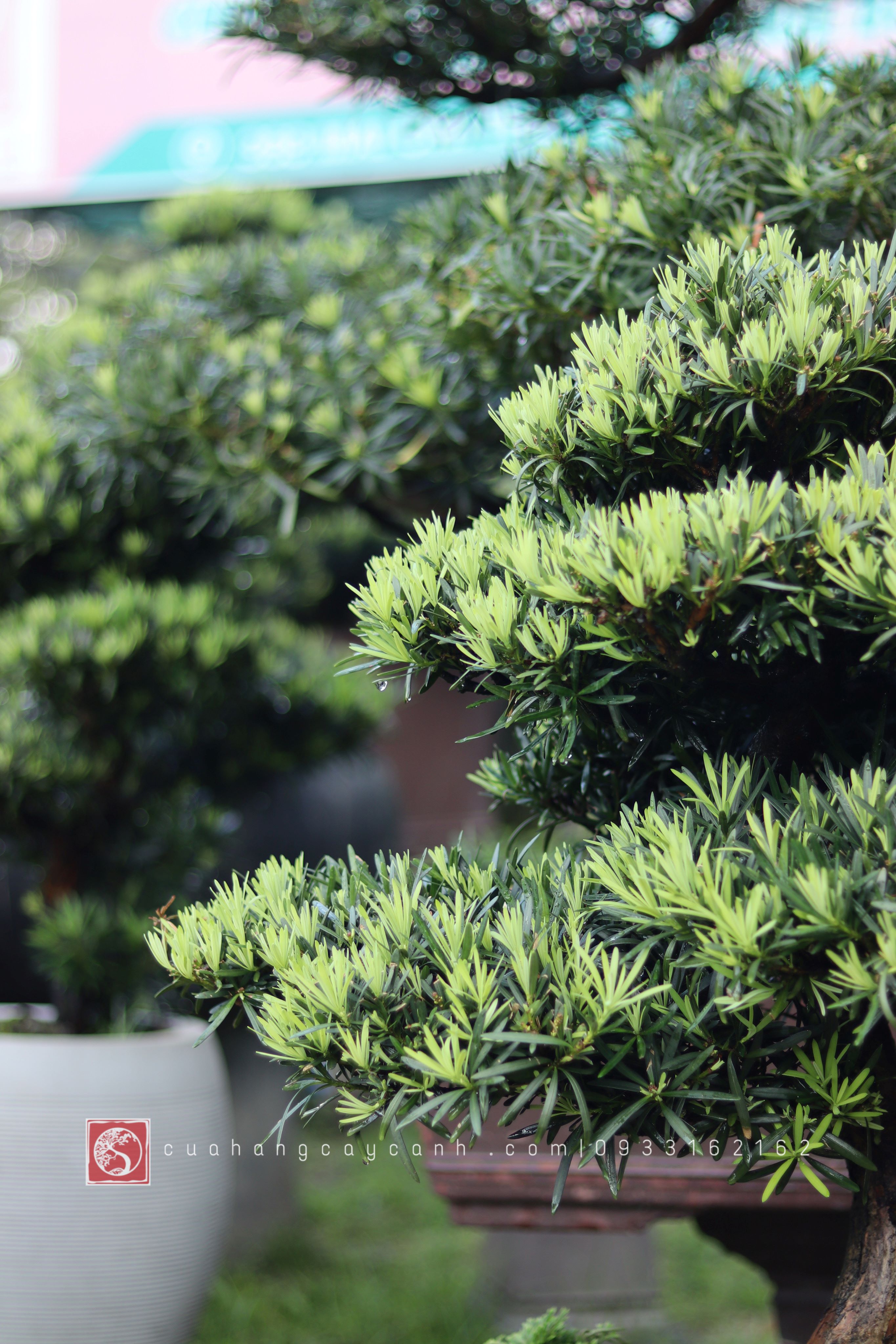 Vạn Niên Tùng Bonsai - TBSN11