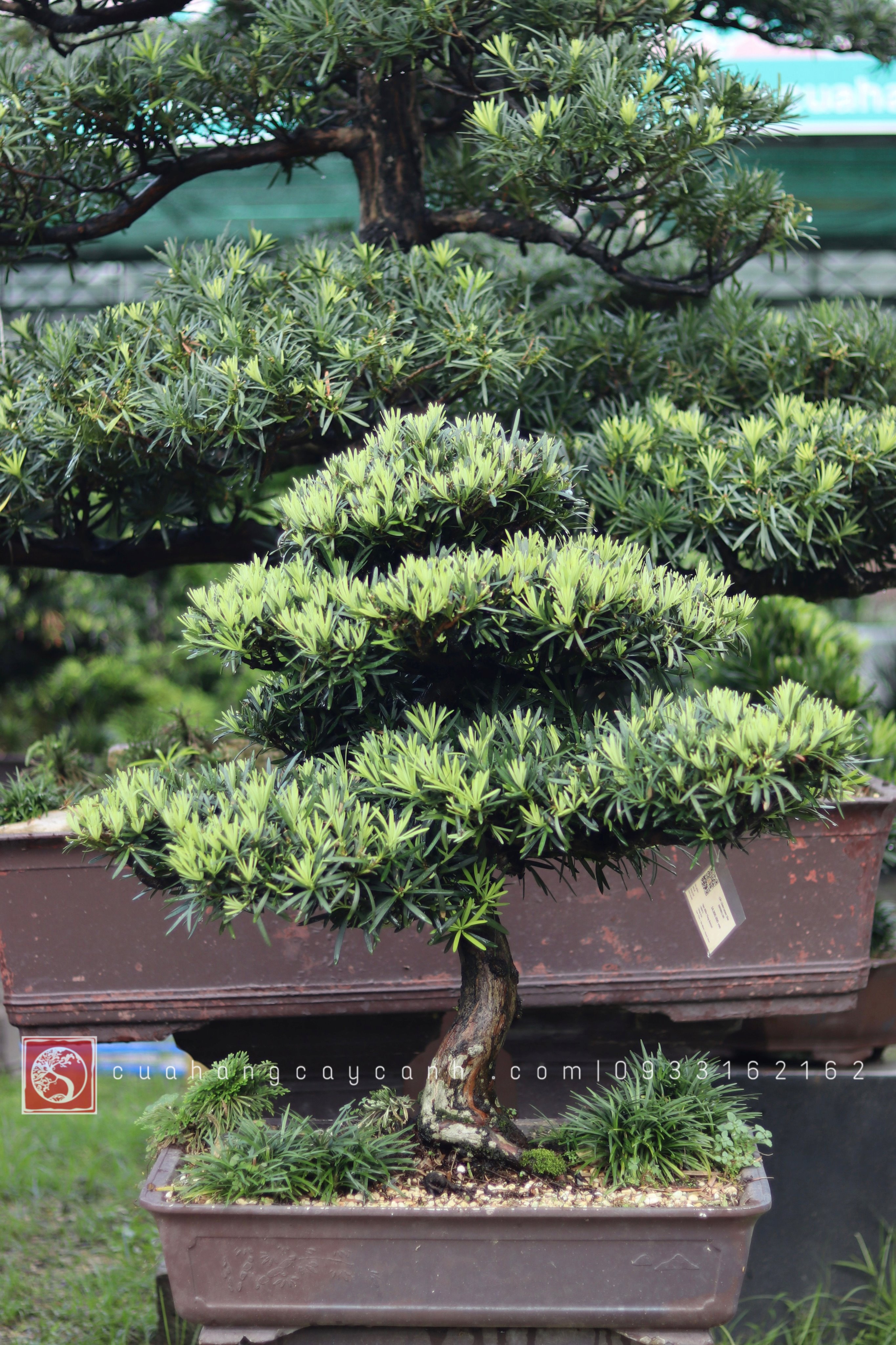 Vạn Niên Tùng Bonsai - TBSN11