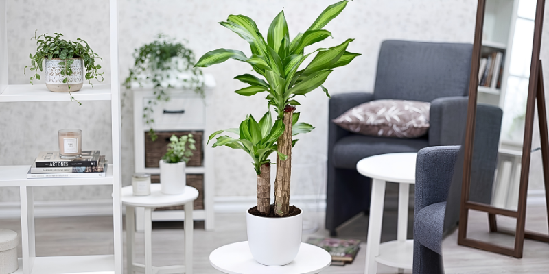 Cây mộc lan trồng trong nhà hỗ trợ sức khoẻ tốt