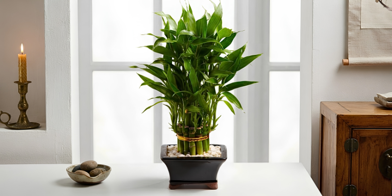 Cây phong thuỷ cần đặt đúng vị trí và chăm sóc tốt