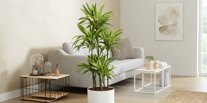 Vị trí phù hợp để đặt cây trong nhà 