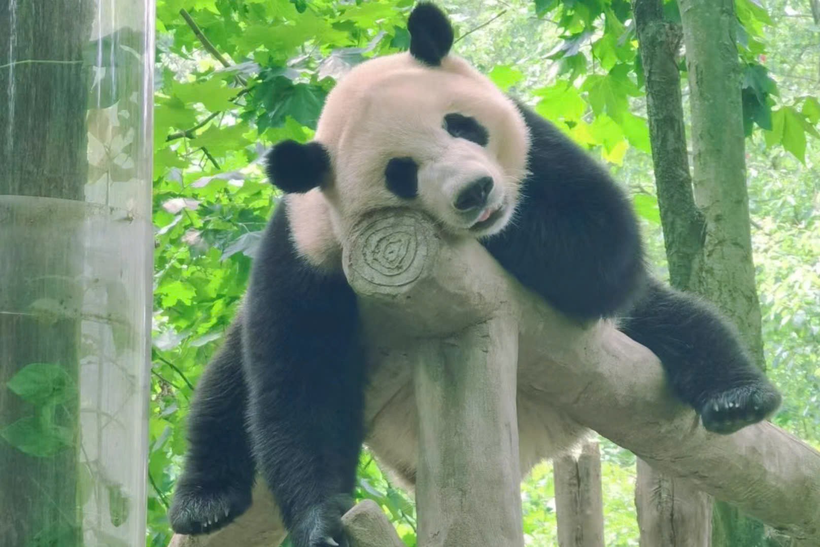 HÀ NỘI - TRÙNG KHÁNH - CỬU TRẠI CÂU - CÔNG VIÊN GẤU TRÚC 6N5Đ