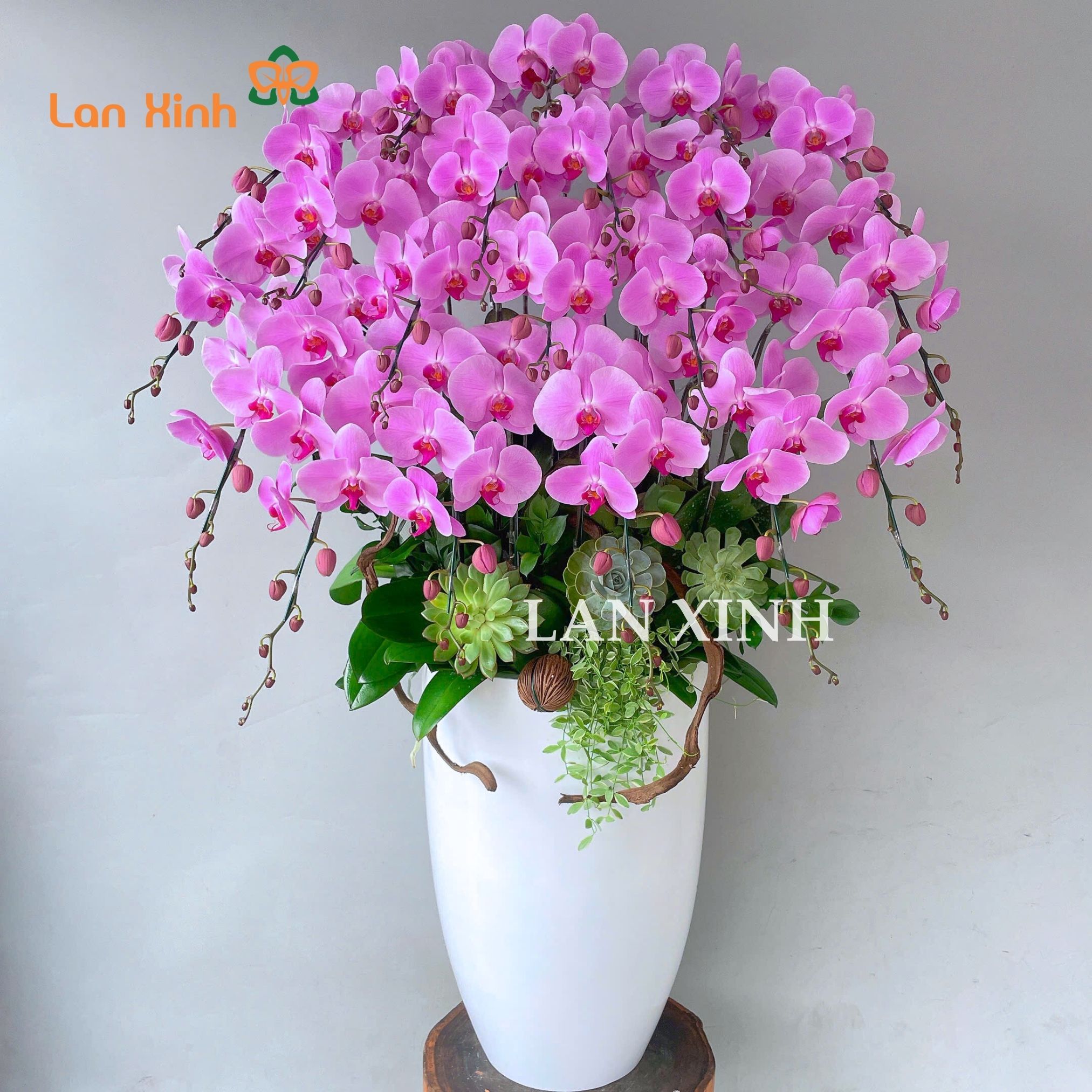 Lan hồ điệp Gò Vấp | 100+ Mẫu lan hồ điệp đẹp LAN XINH