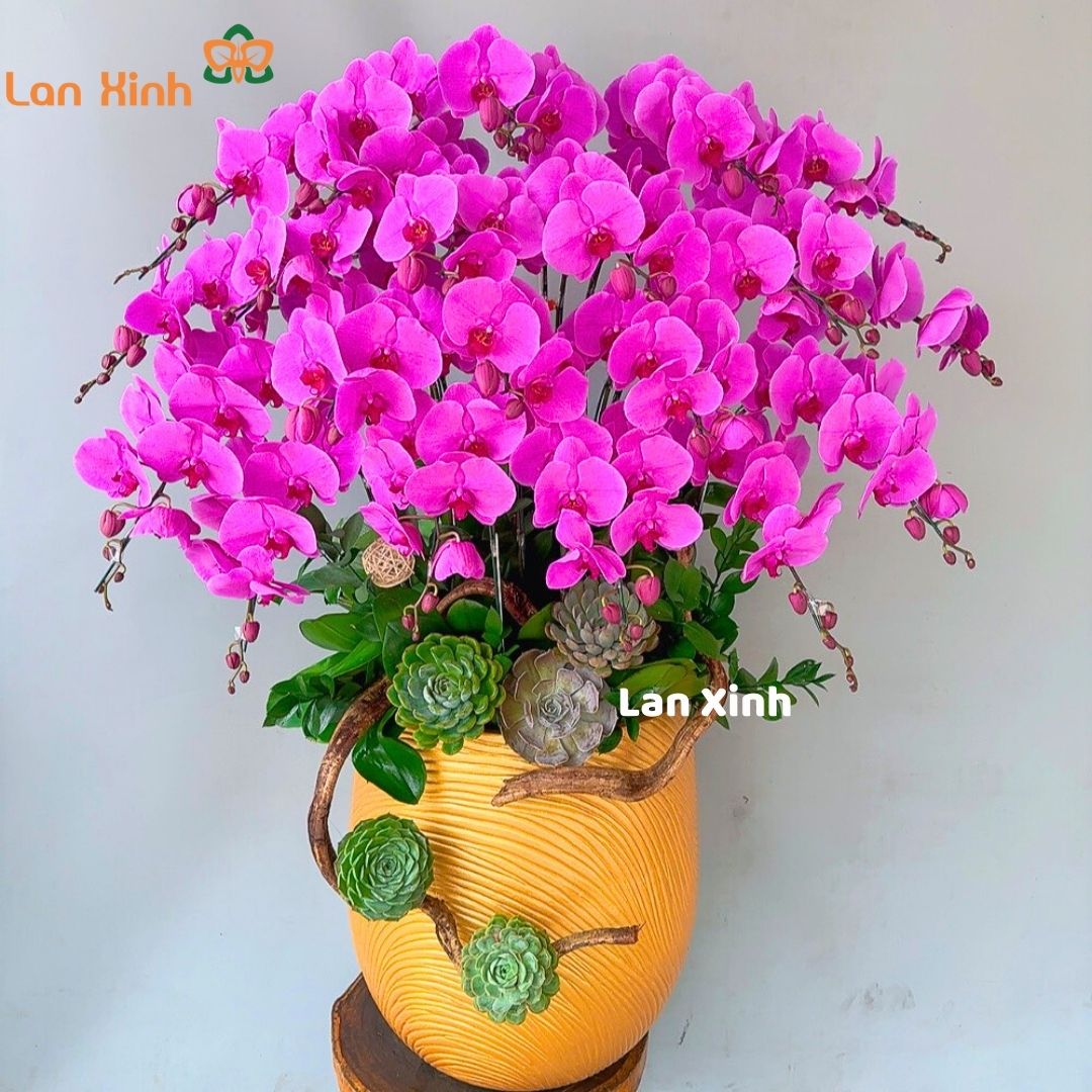Ý NGHĨA LÀM QUÀ CỦA HOA LAN HỒ ĐIỆP TẶNG 20/10