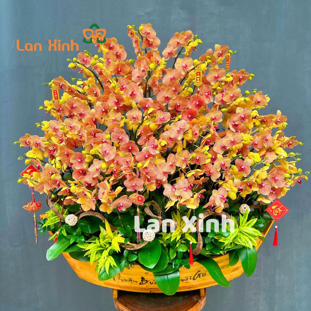 Lan Hồ Điệp Cam