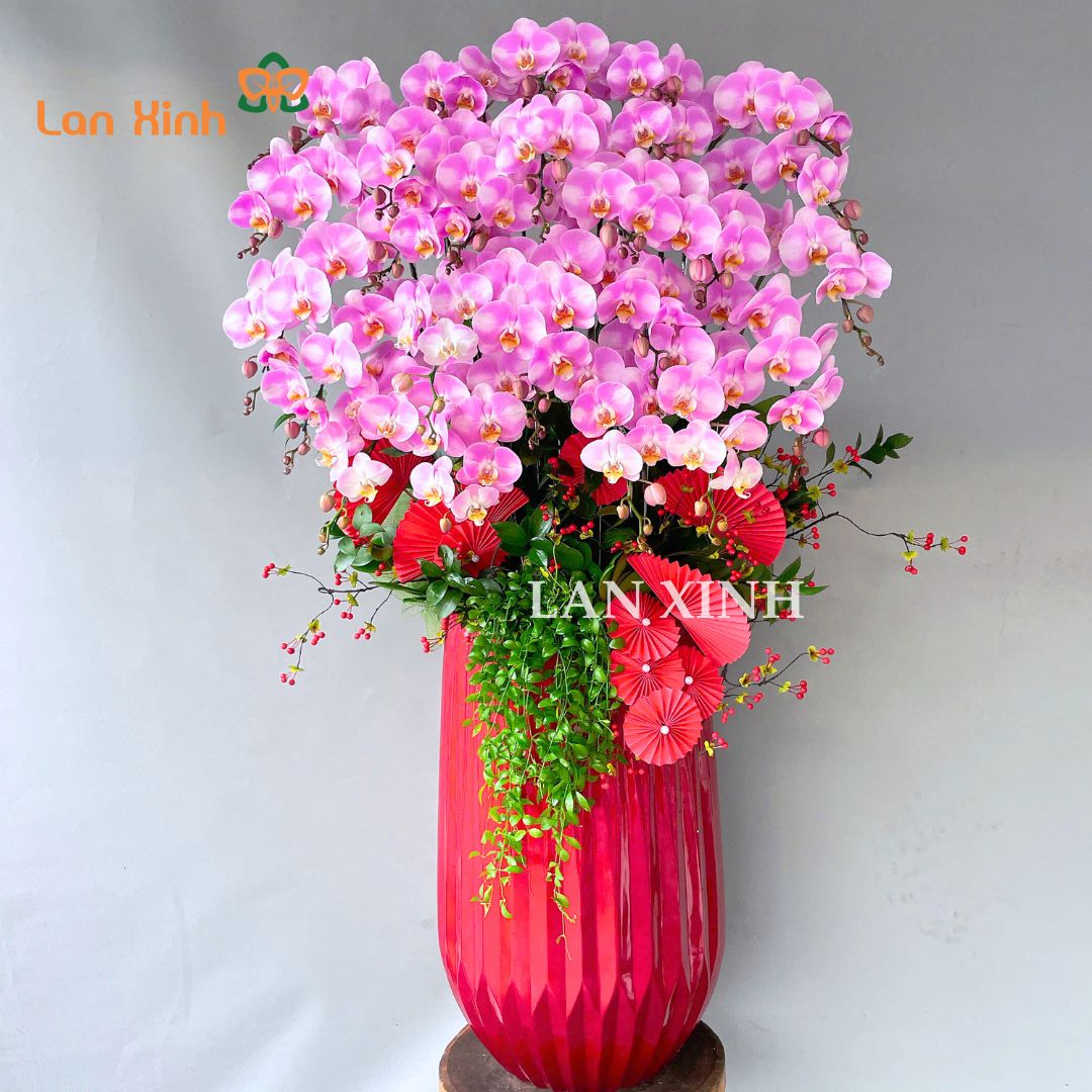 Lan hồ điệp giá rẻ