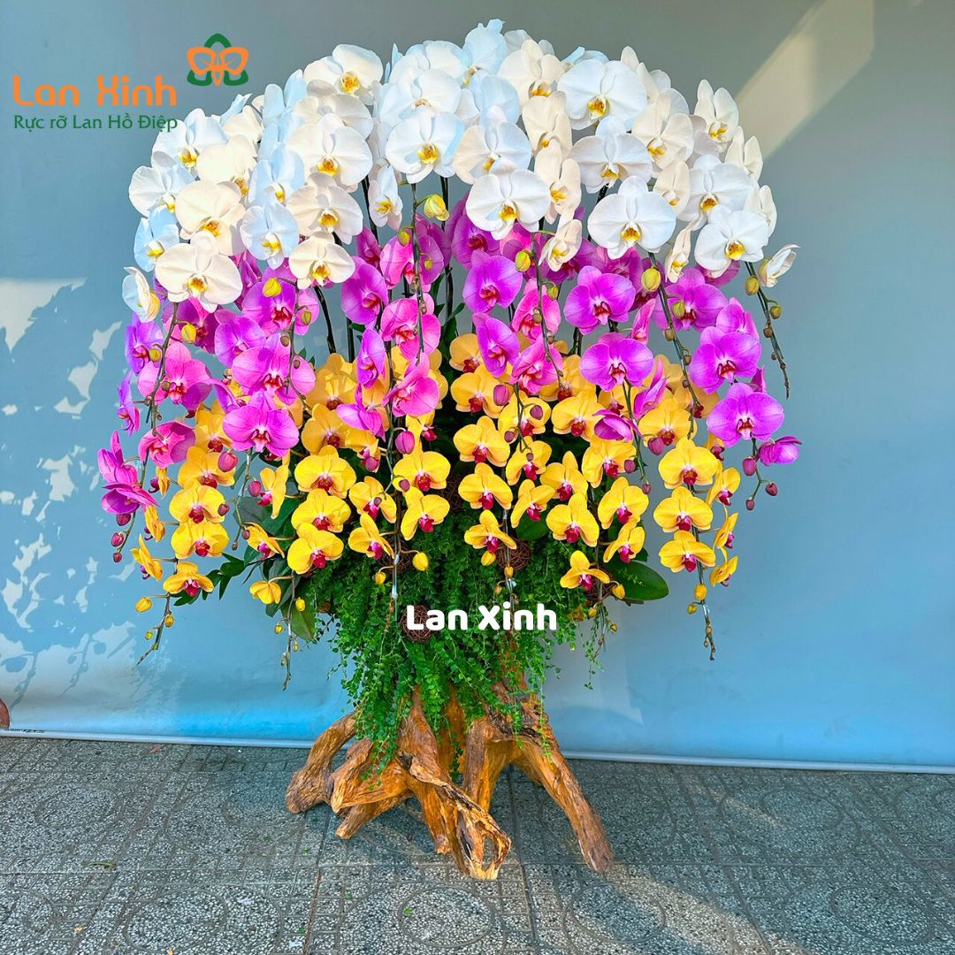 Lan Hồ Điệp Gỗ Lũa