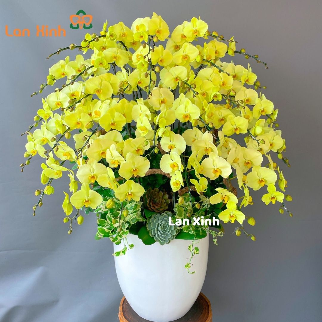 Lan Hồ Điệp Sinh Nhật
