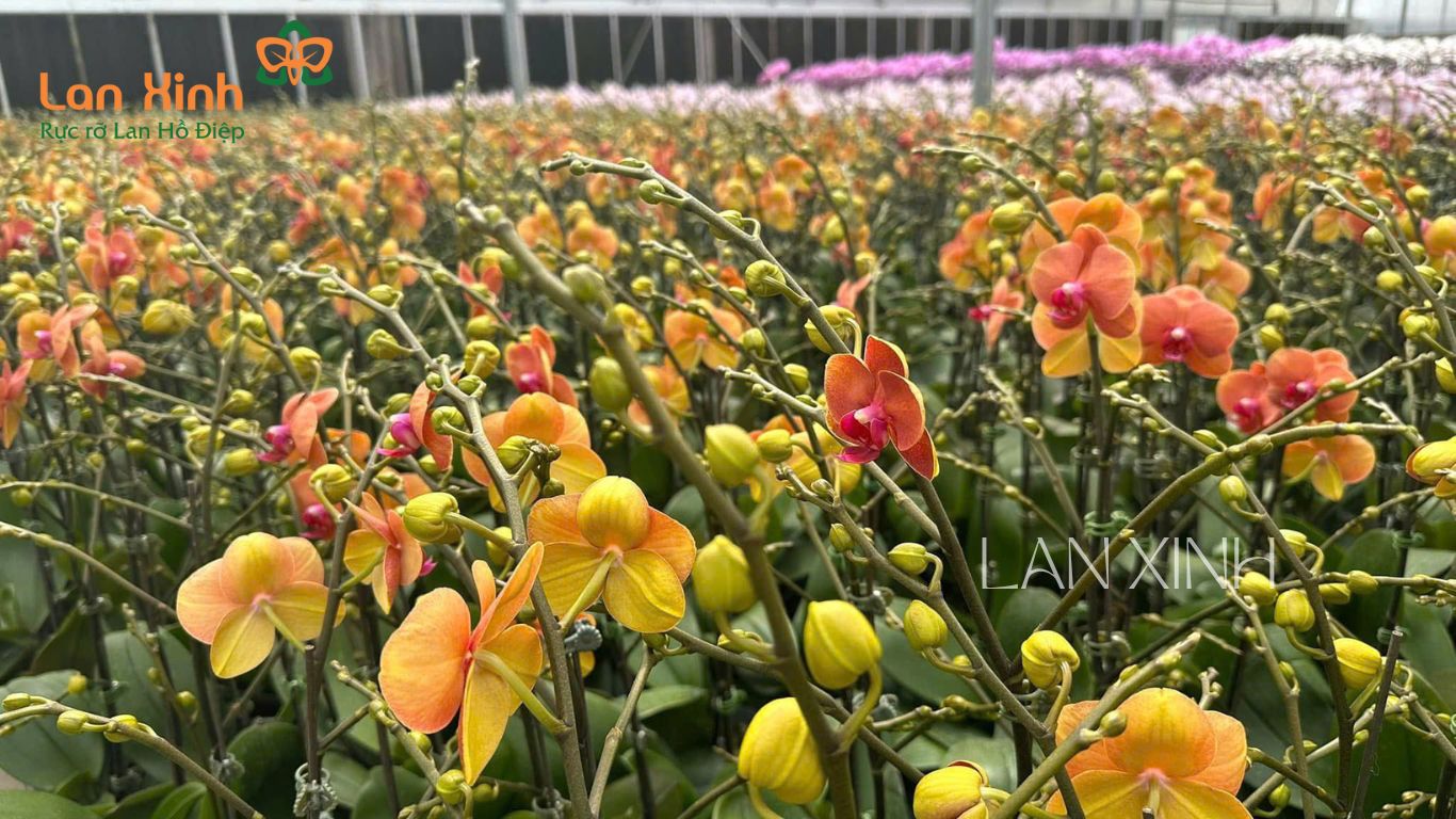 lan hồ điệp Đà Lạt