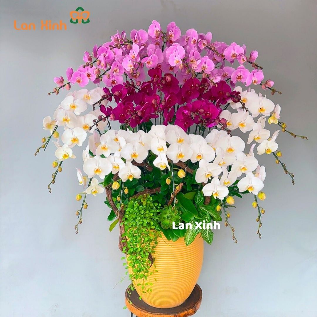 Chậu hoa lan hồ điệp 3 màu trắng tím hồng - HD308
