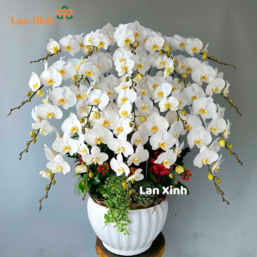 Chậu hoa lan hồ điệp trắng 20 cành