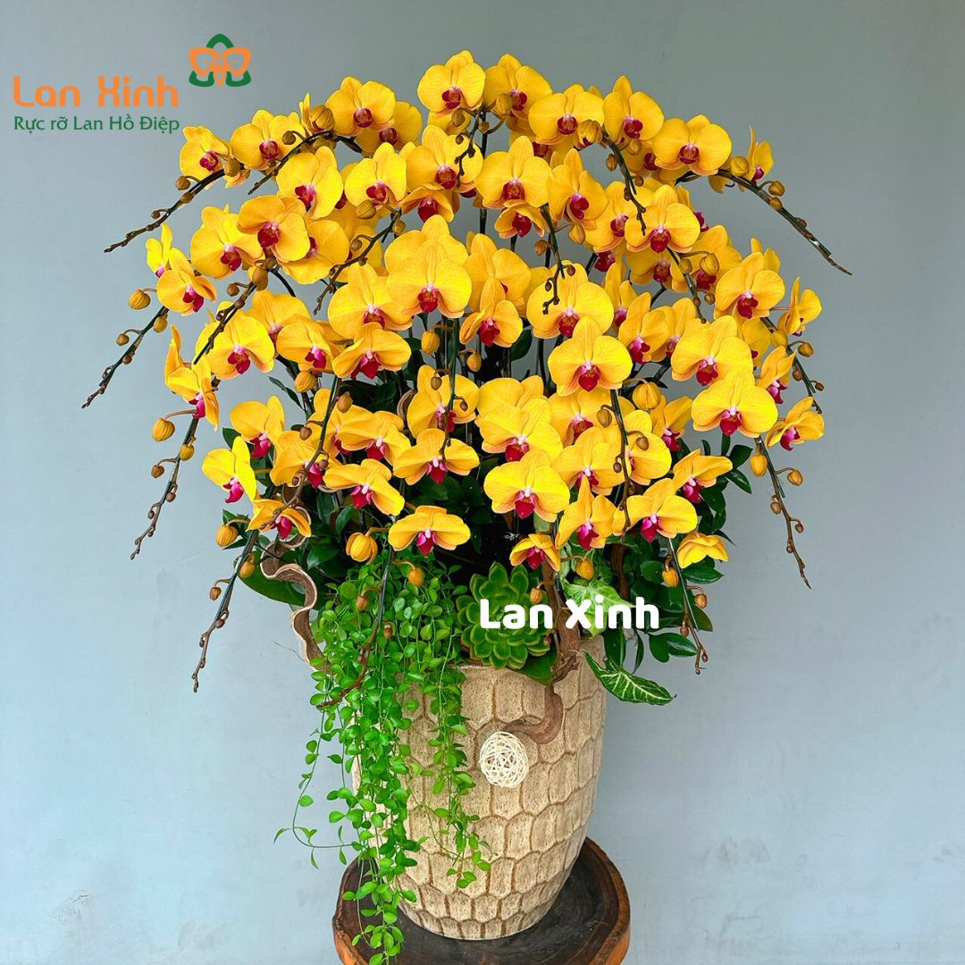 lan hồ điệp