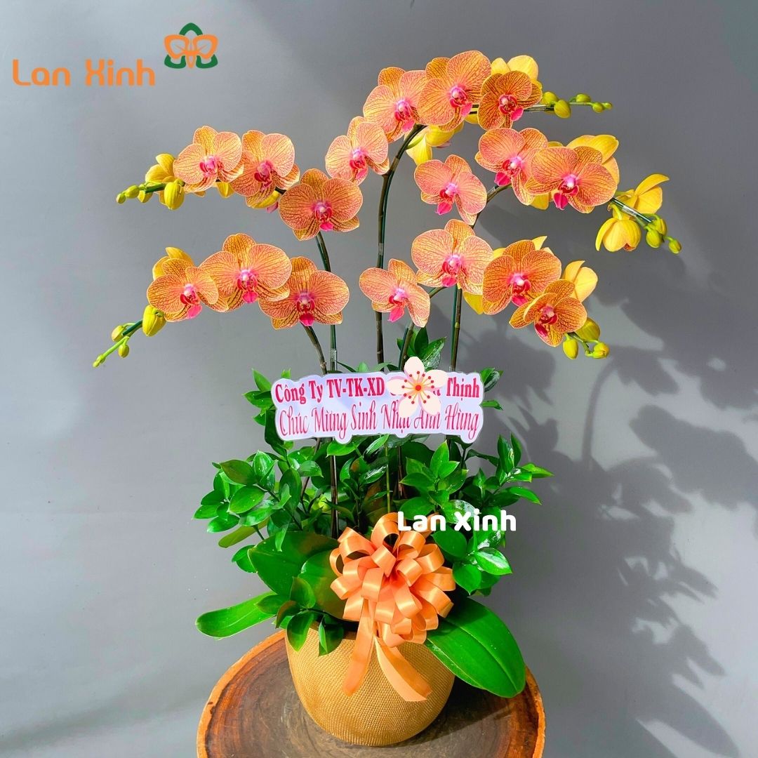 Lan hồ điệp cam sọc 5 cành