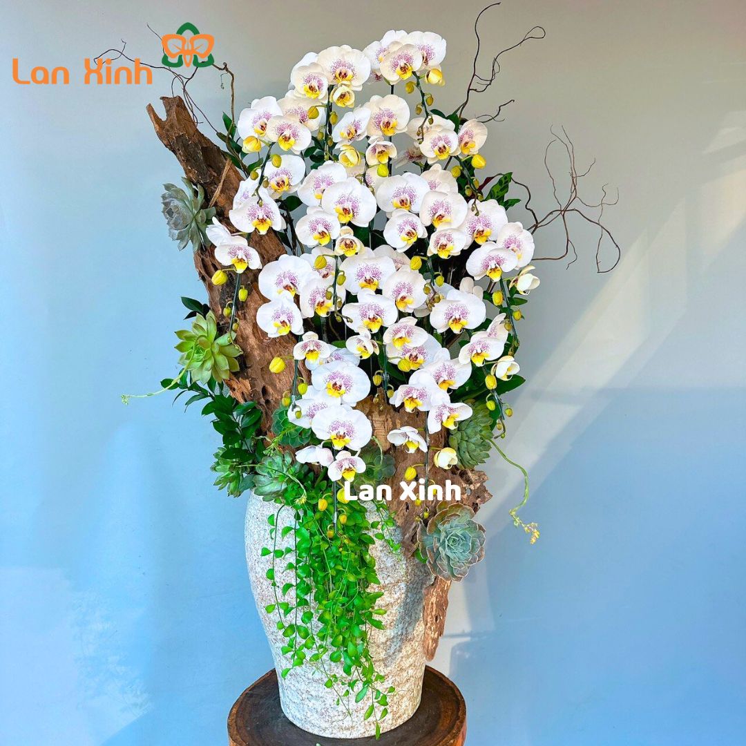 Chậu hoa lan hồ điệp trắng đột biến gỗ nghệ thuật